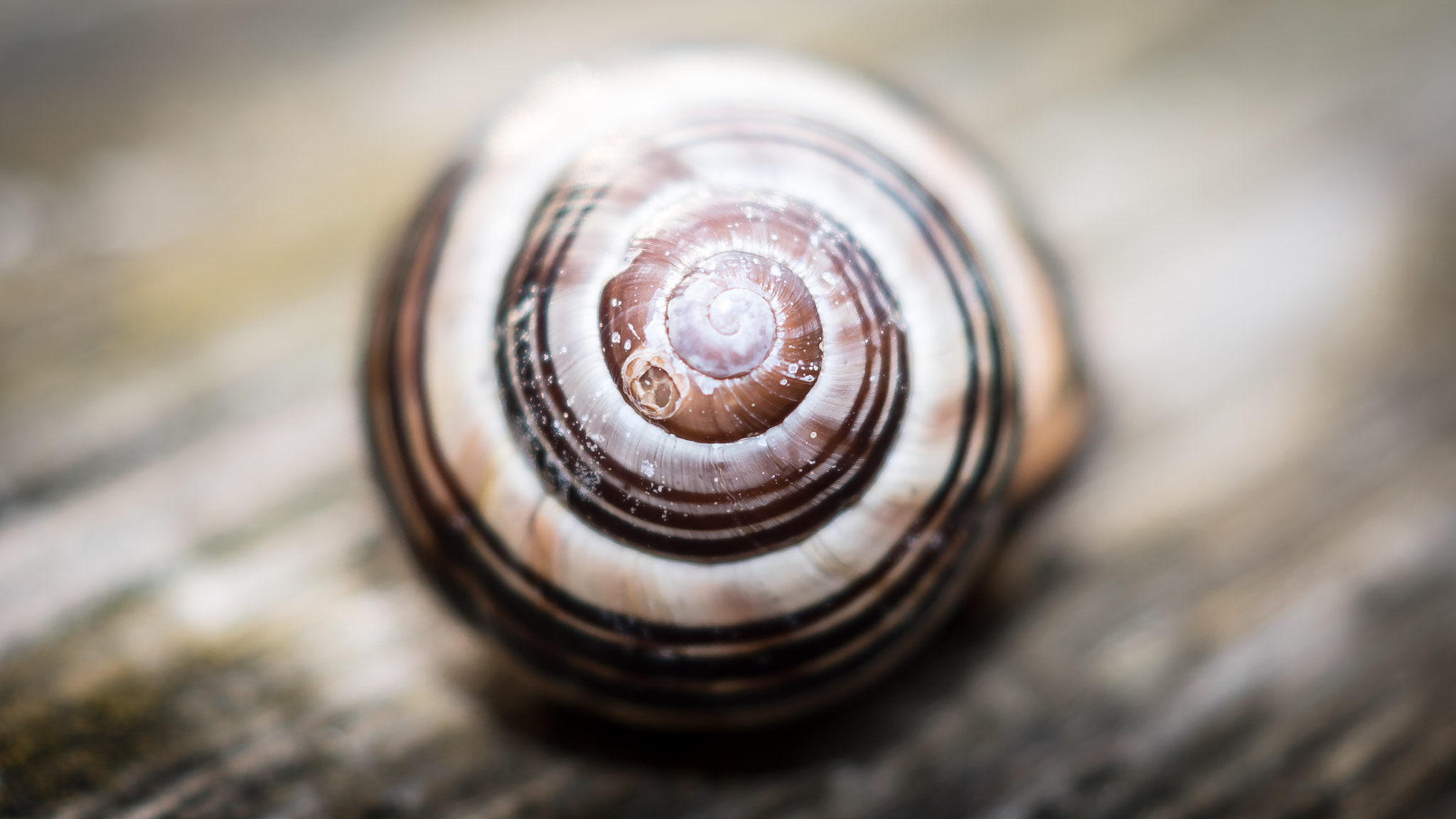 Sony DT 30mm F2.8 Macro SAM sample photo. Circular photography