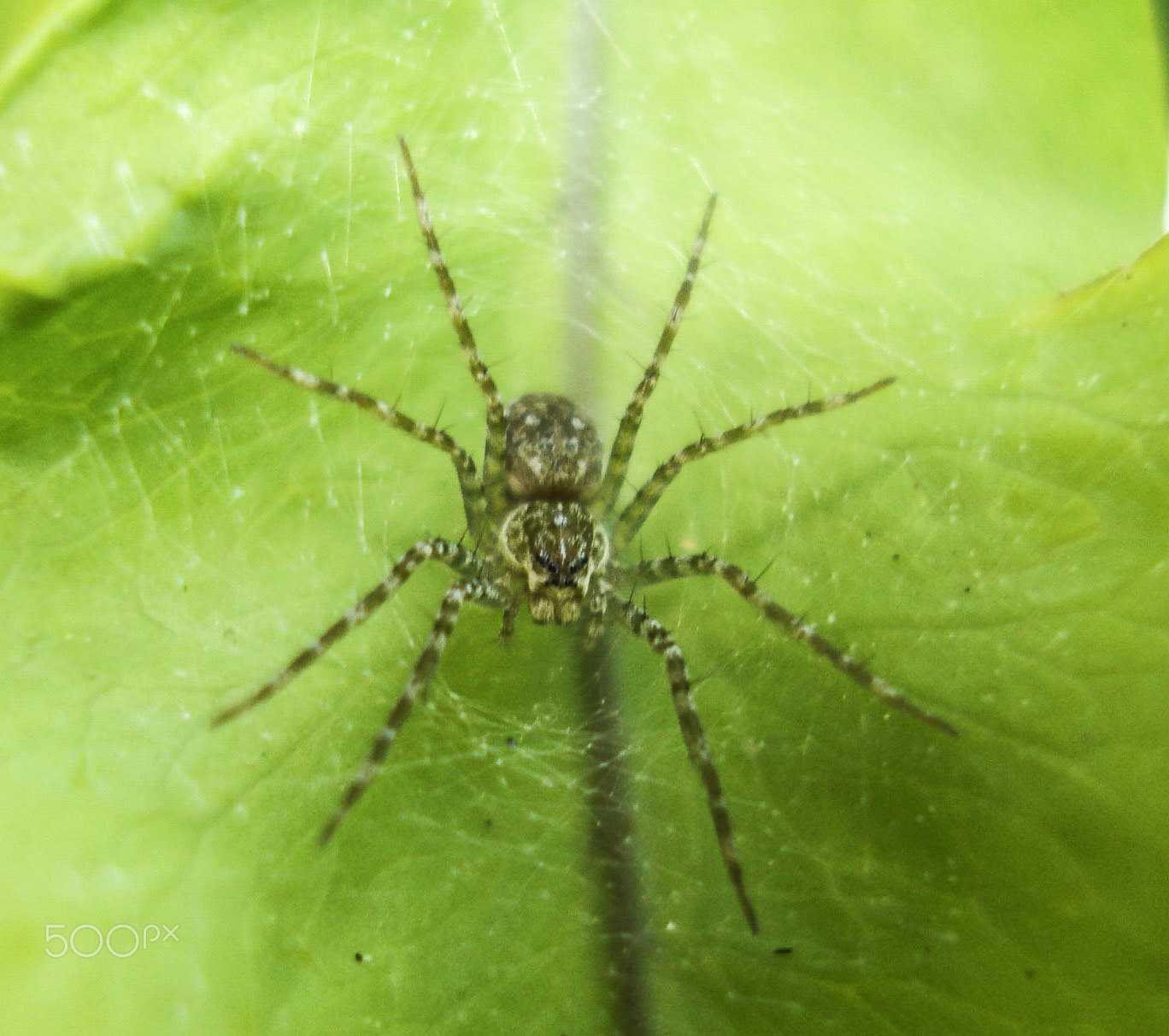 Sony DSC-W70 sample photo. Evil spider photography