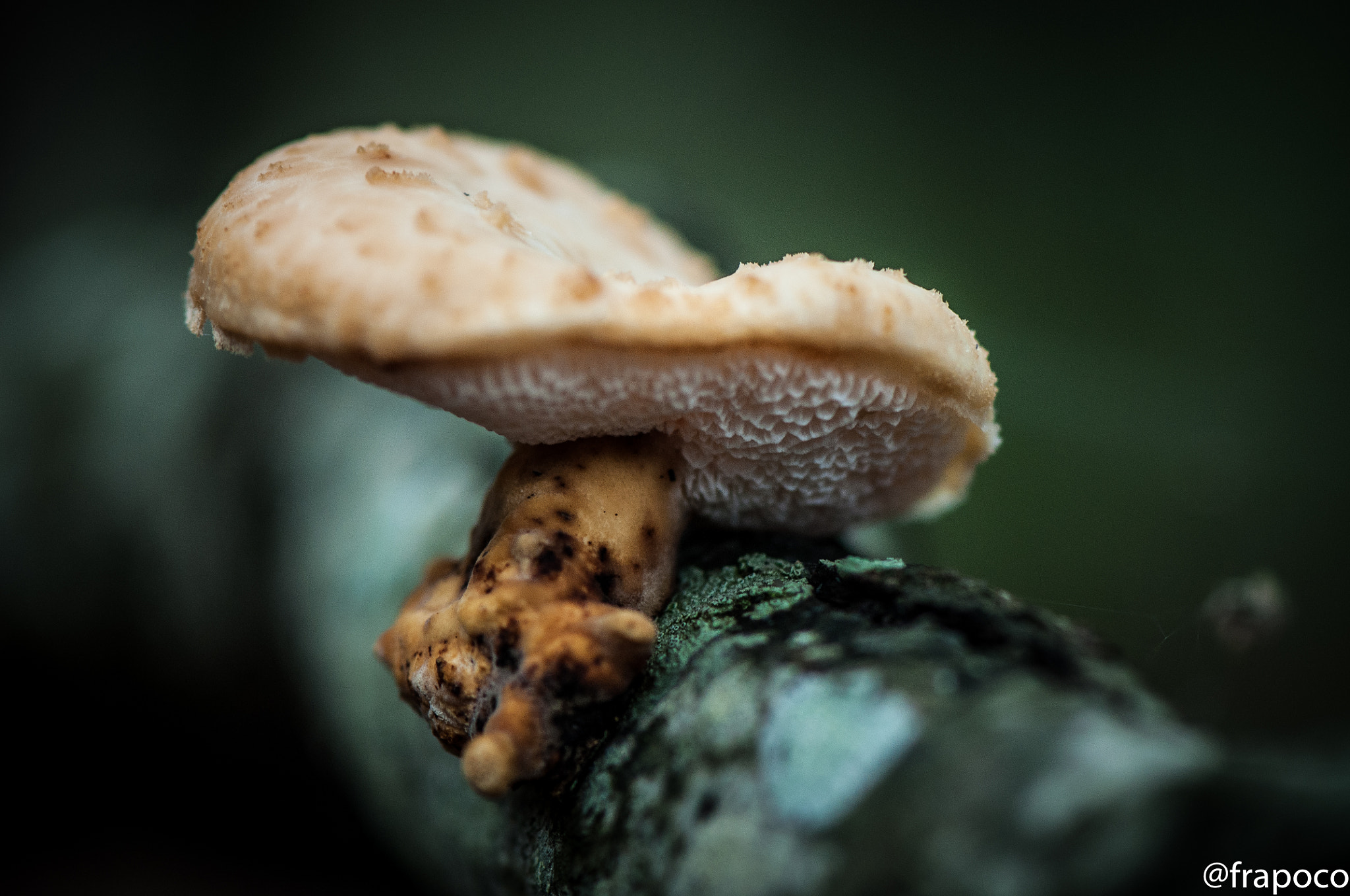 Nikon AF-S Micro-Nikkor 105mm F2.8G IF-ED VR sample photo. Macro hunting: mushroom photography