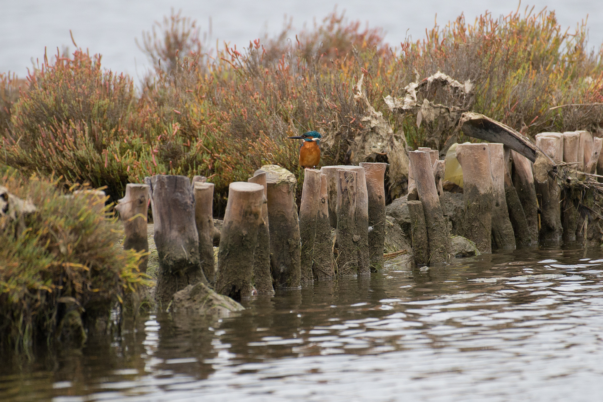Nikon AF-S Nikkor 200-500mm F5.6E ED VR sample photo. Kingfisher photography