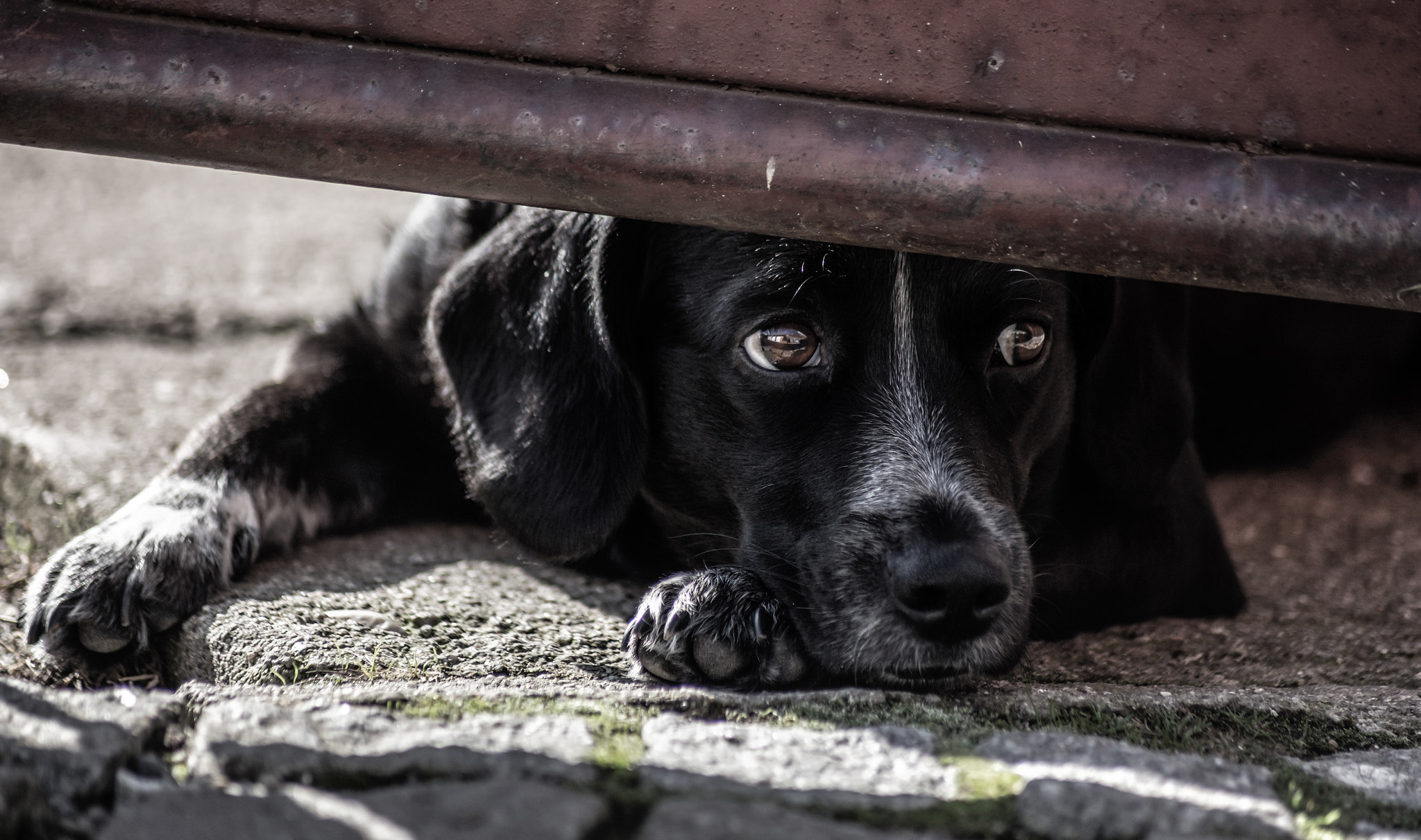 Canon EOS 6D + Tamron AF 70-300mm F4-5.6 Di LD Macro sample photo. Very sad dog photography