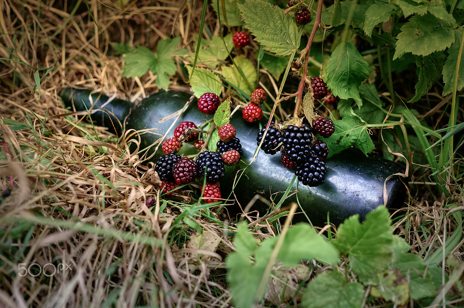 Sony Alpha NEX-6 + Sigma 30mm F2.8 EX DN sample photo. Berries and bottle photography