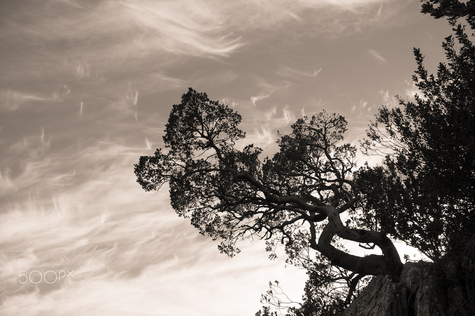 Canon EOS 450D (EOS Rebel XSi / EOS Kiss X2) sample photo. Outcrop tree silhouette photography