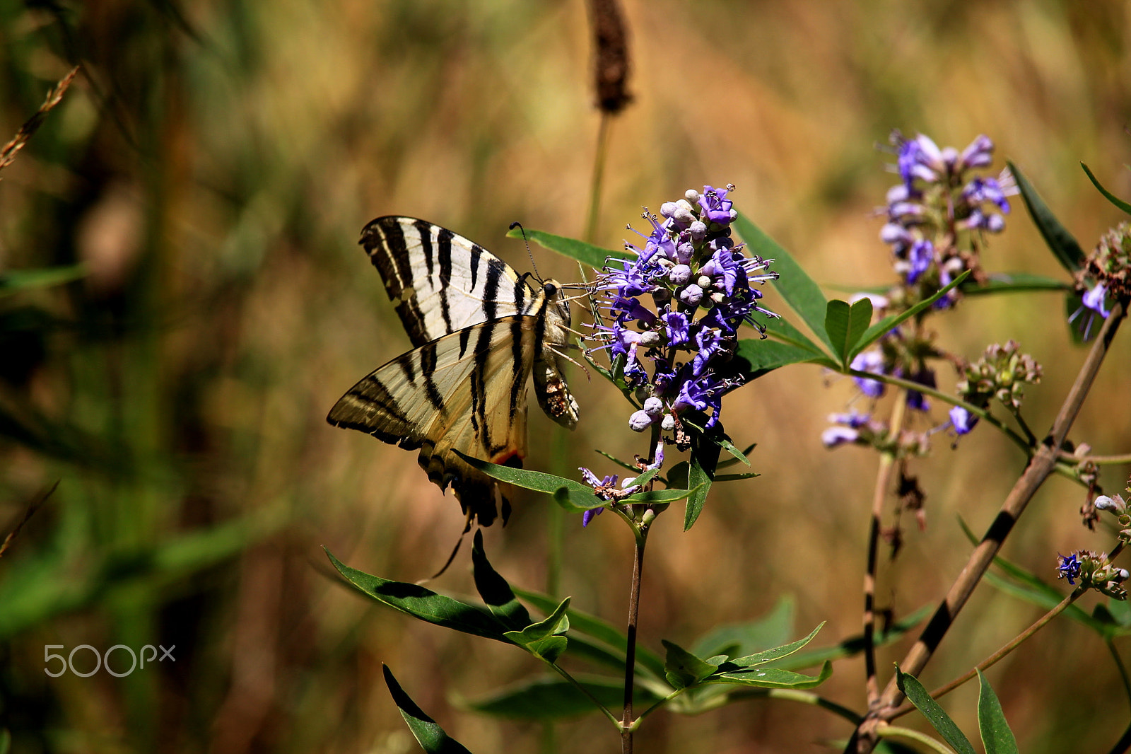 Canon EF-S 55-250mm F4-5.6 IS STM sample photo. Img photography
