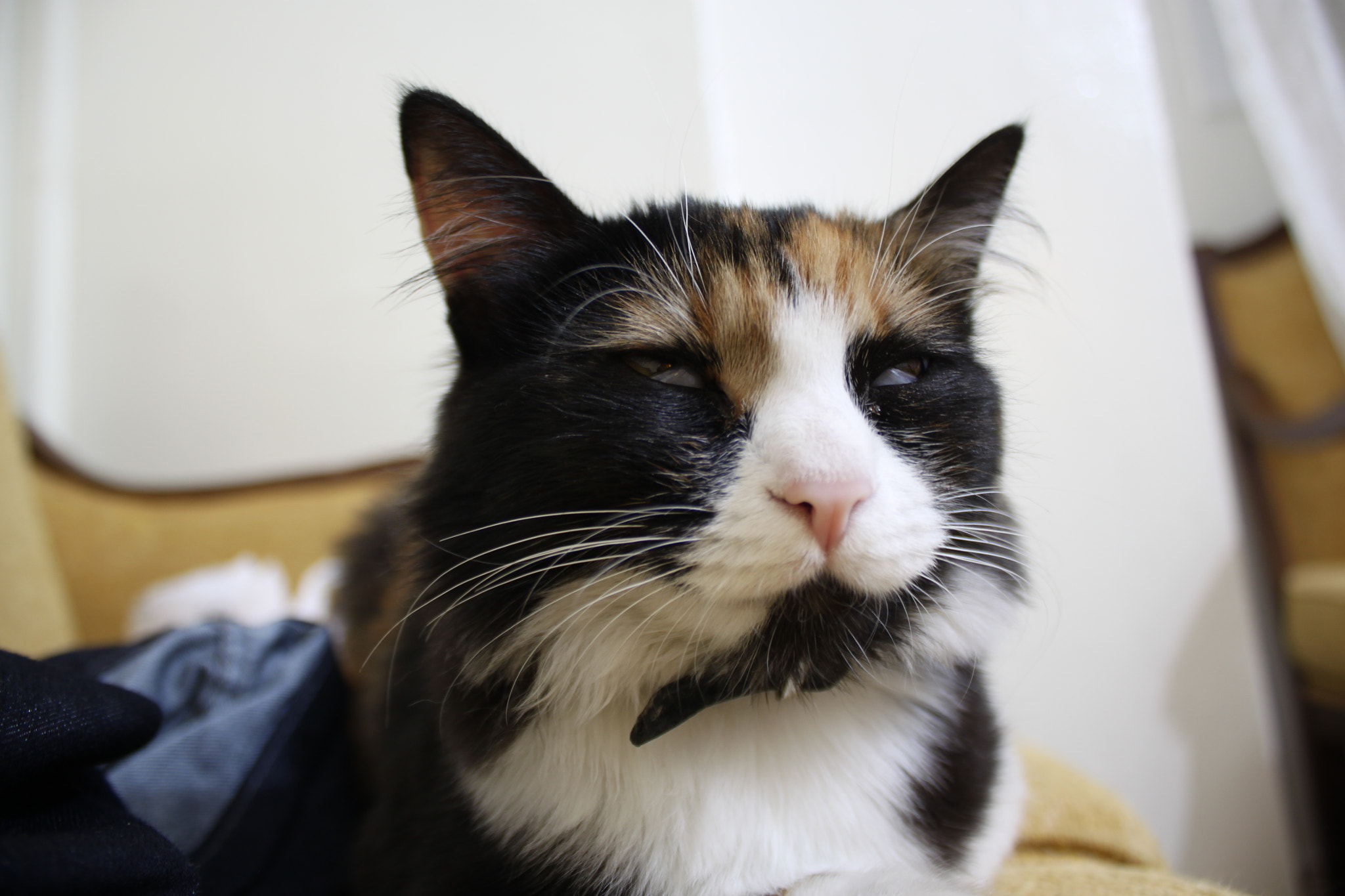 Canon EOS 500D (EOS Rebel T1i / EOS Kiss X3) sample photo. Meditating cat photography