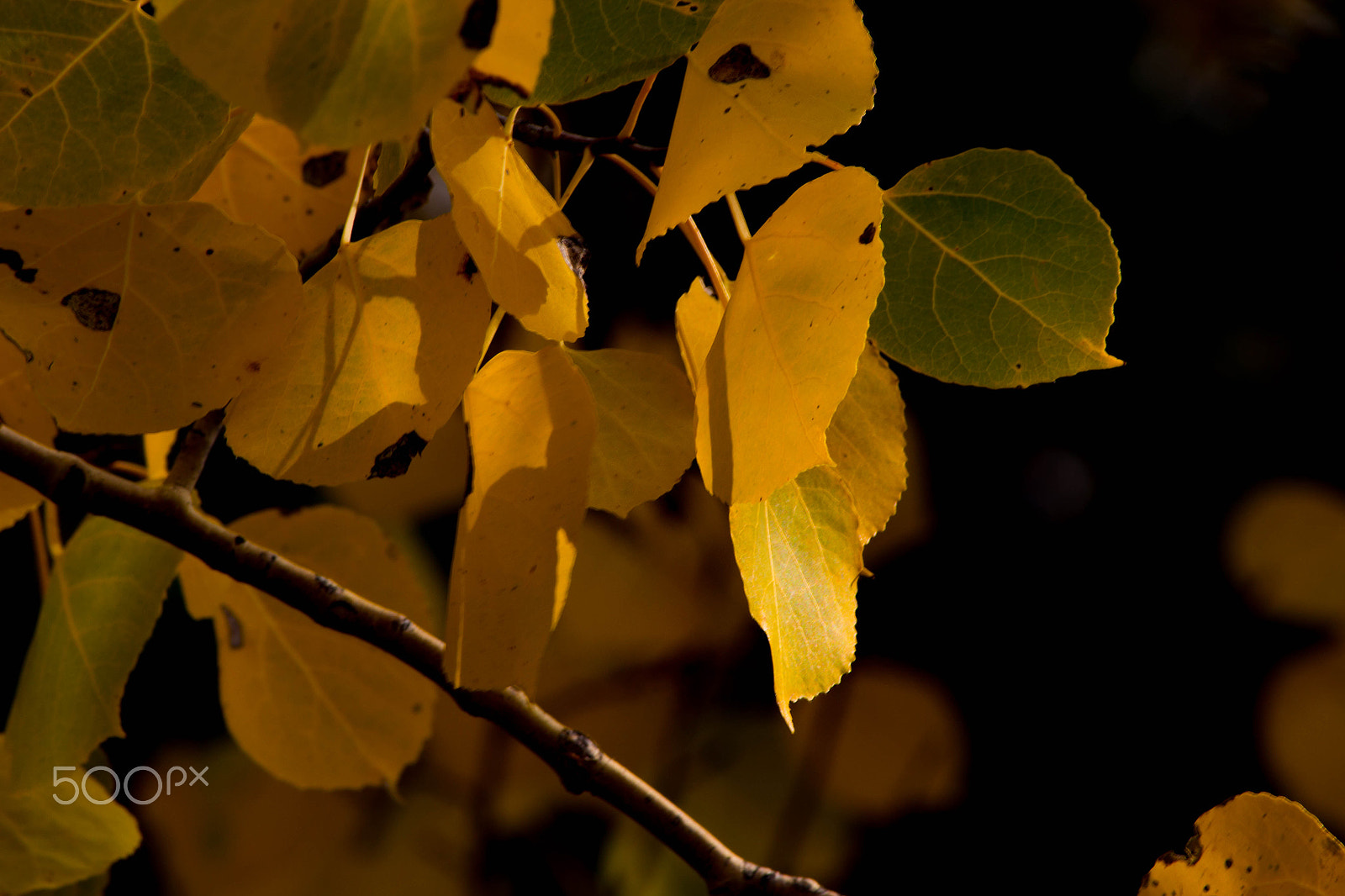 Canon EOS 650D (EOS Rebel T4i / EOS Kiss X6i) sample photo. Light and shadow photography