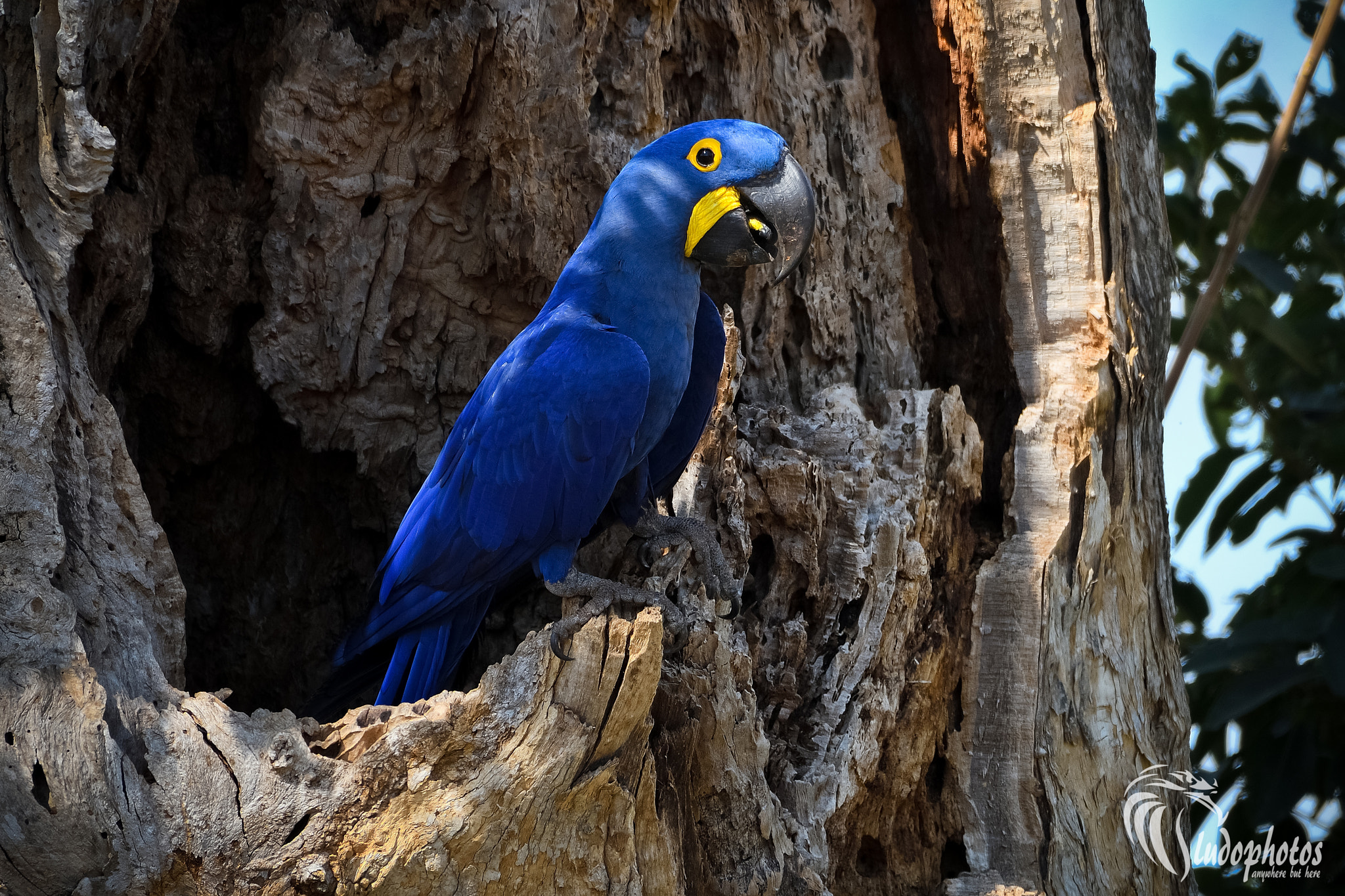 Nikon D500 sample photo. Arara azul "hyacinth macaw" photography