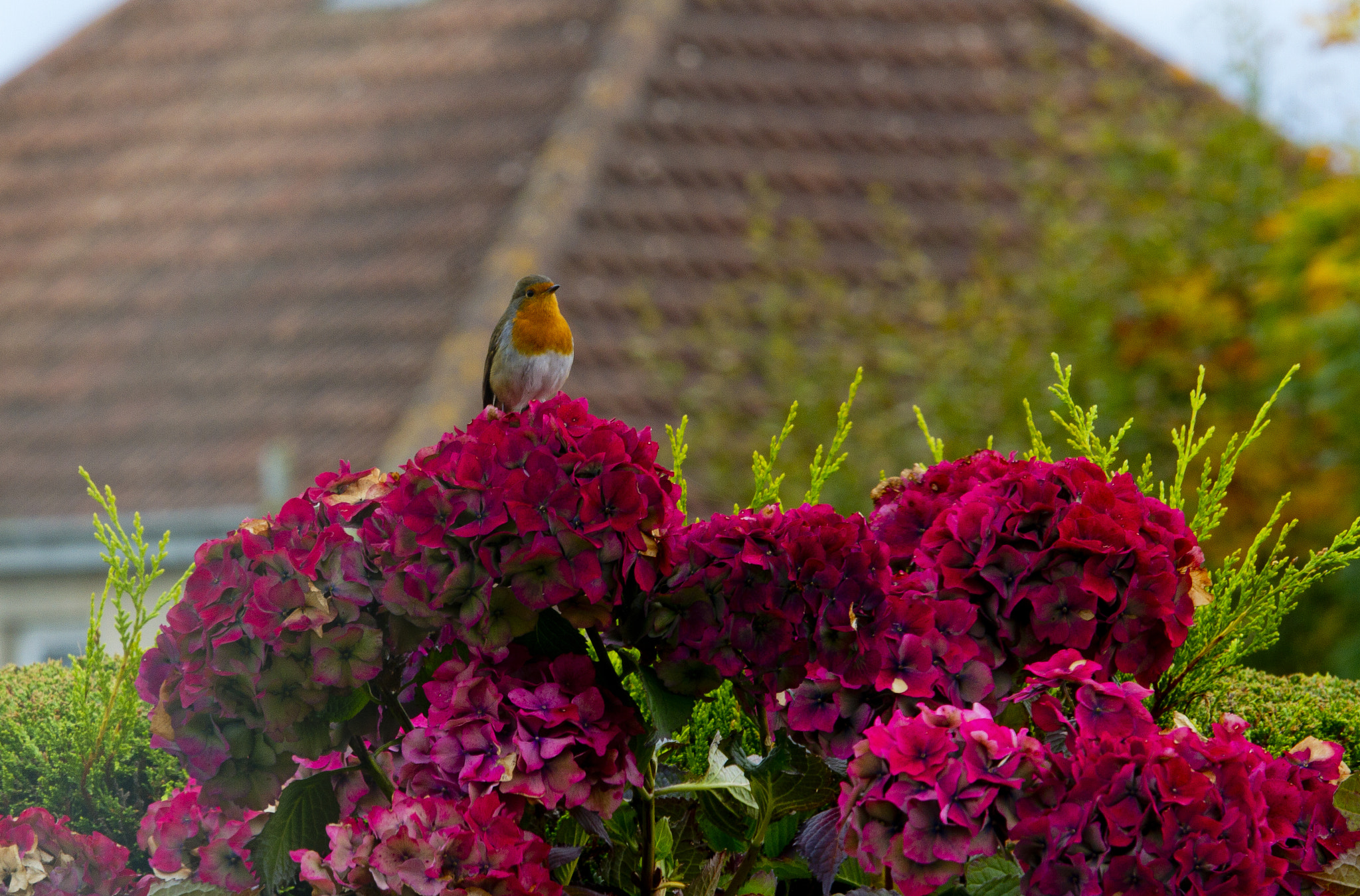 Canon EF-S 55-250mm F4-5.6 IS STM sample photo. Robin photography