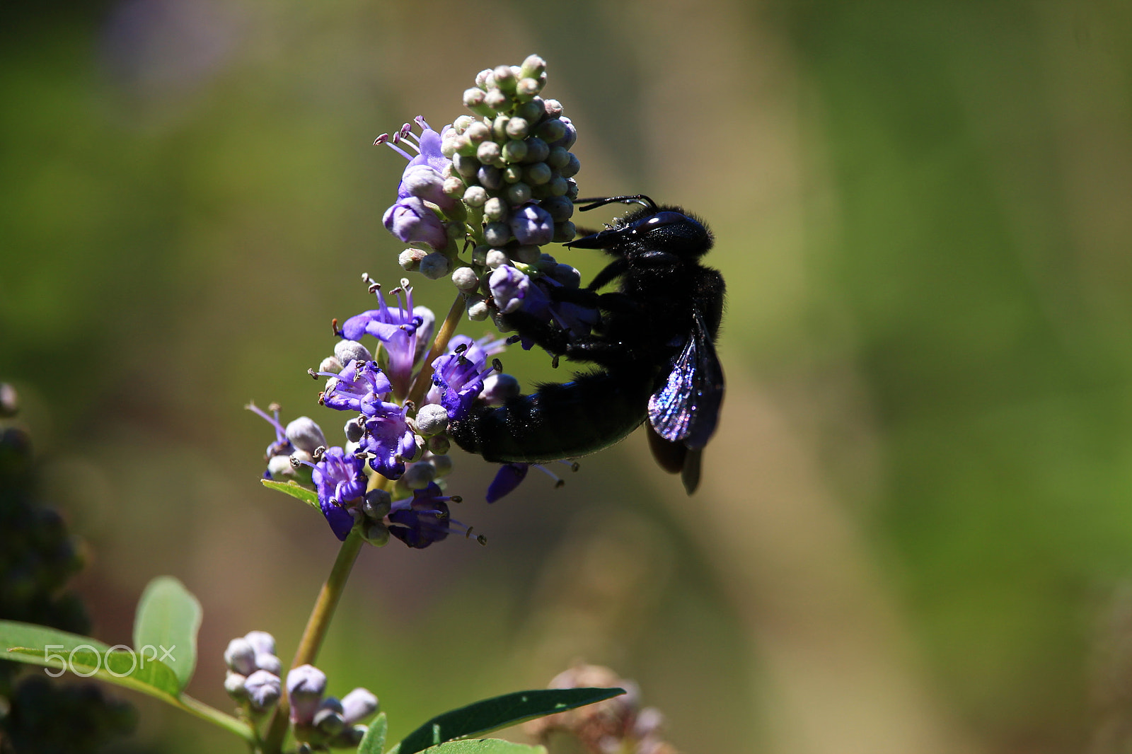 Canon EF-S 55-250mm F4-5.6 IS STM sample photo. Img photography