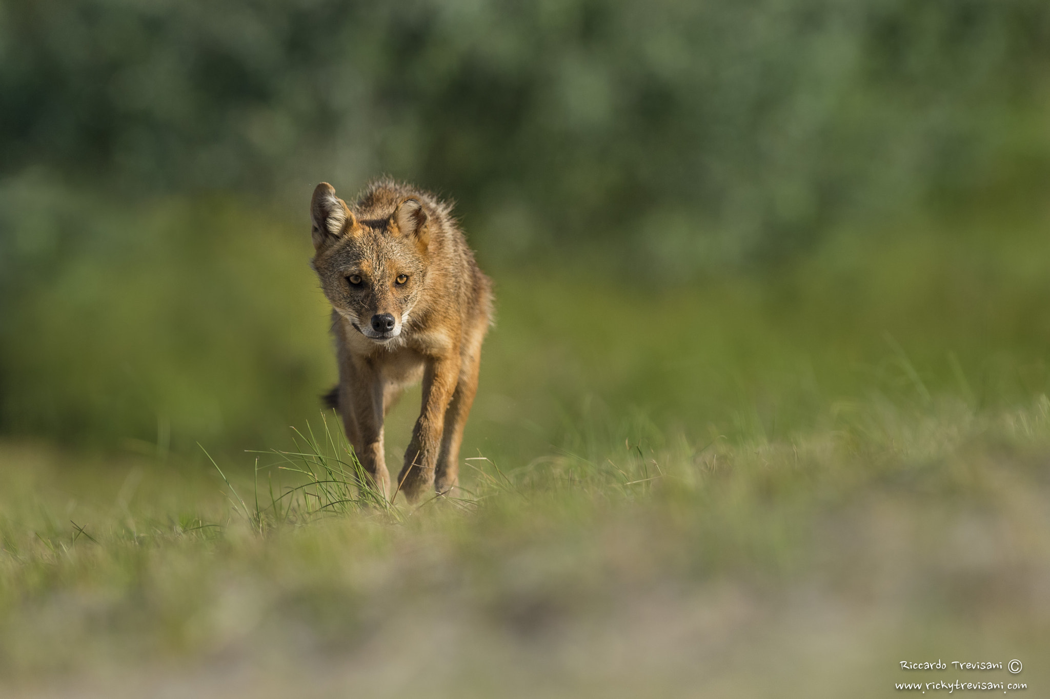 Nikon AF-S Nikkor 300mm F2.8G ED VR II sample photo. Golden jackal photography