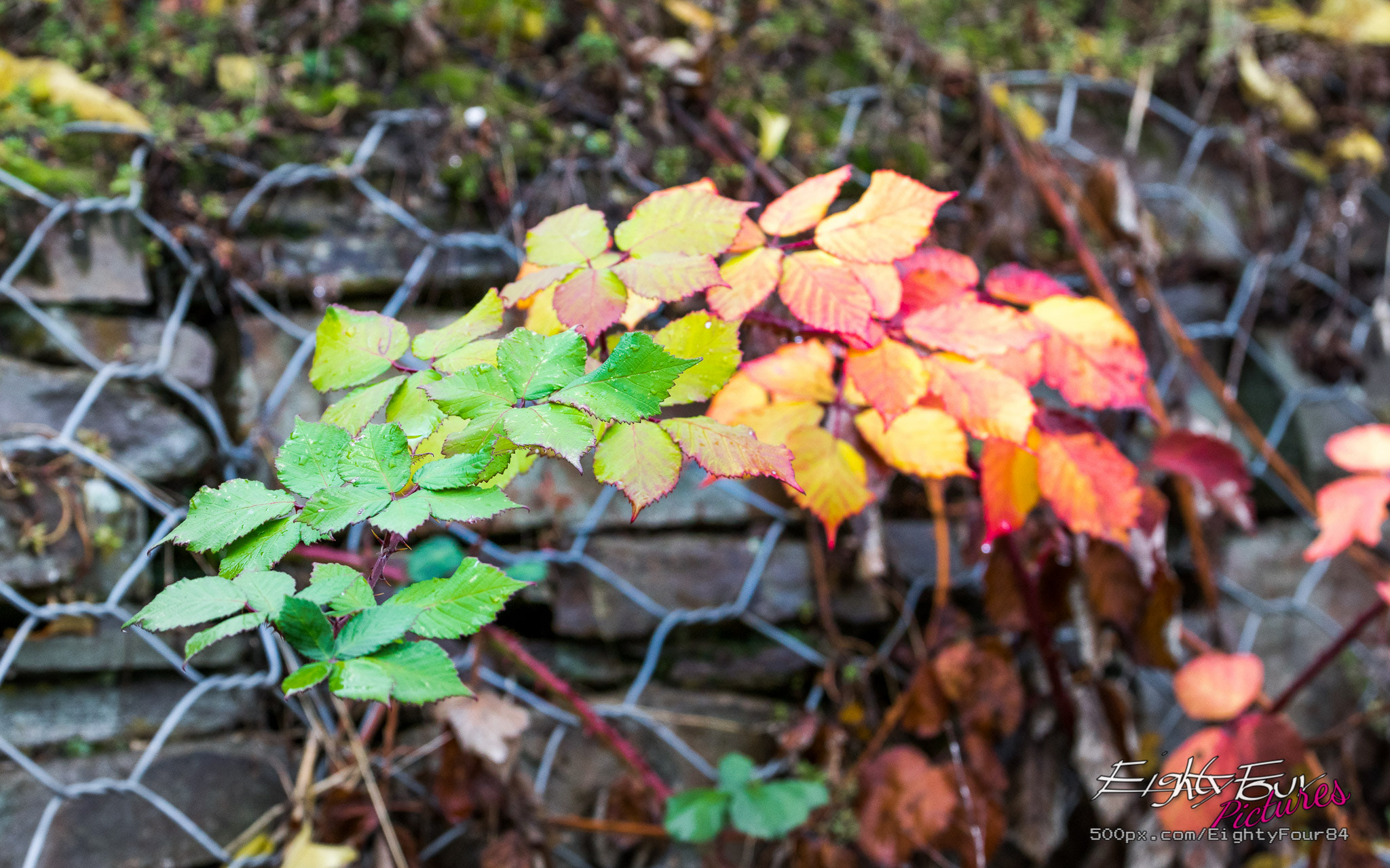 Tamron SP 70-200mm F2.8 Di VC USD sample photo. Rainbow photography