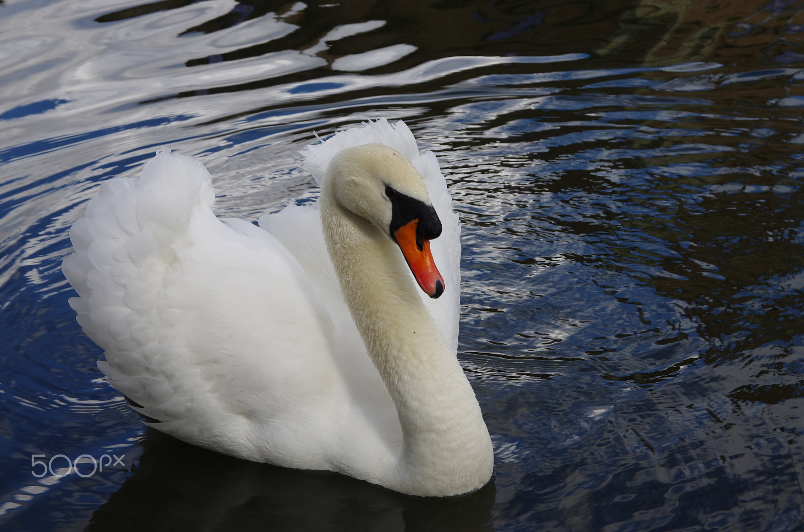 Sigma 17-50mm F2.8 EX DC HSM sample photo. Beautiful swan photography