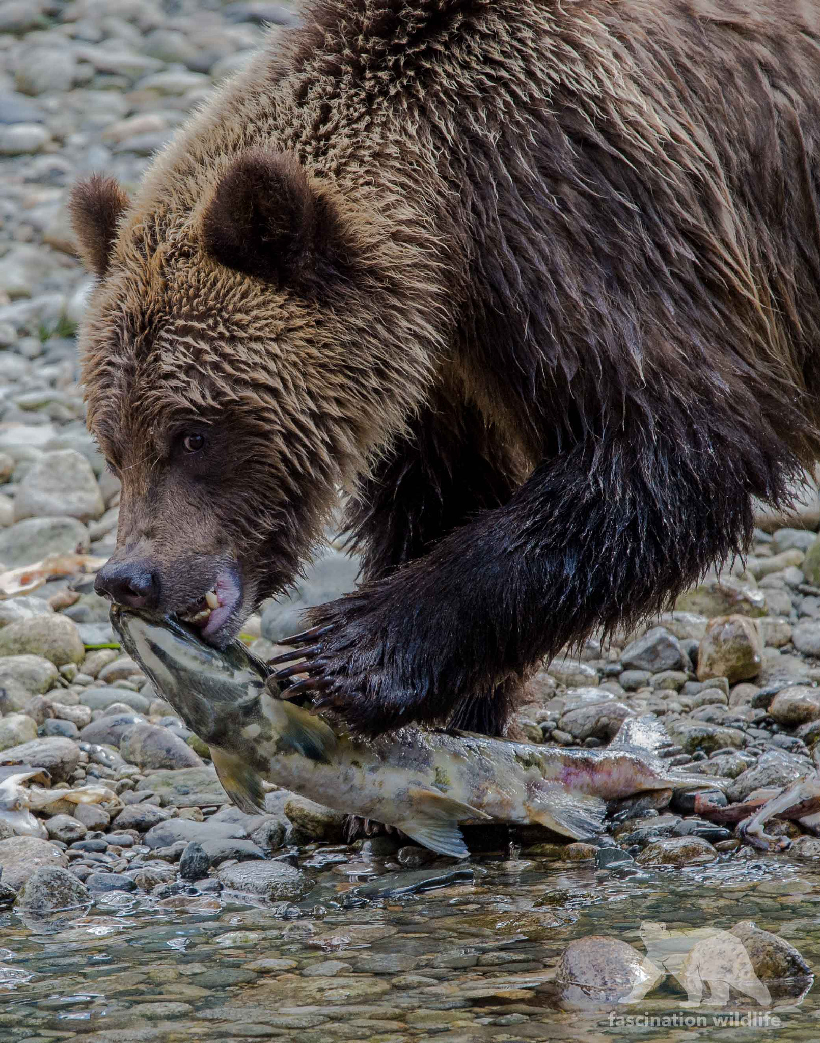 Sigma 150-600mm F5-6.3 DG OS HSM | S sample photo. Feeding grizzly bear photography