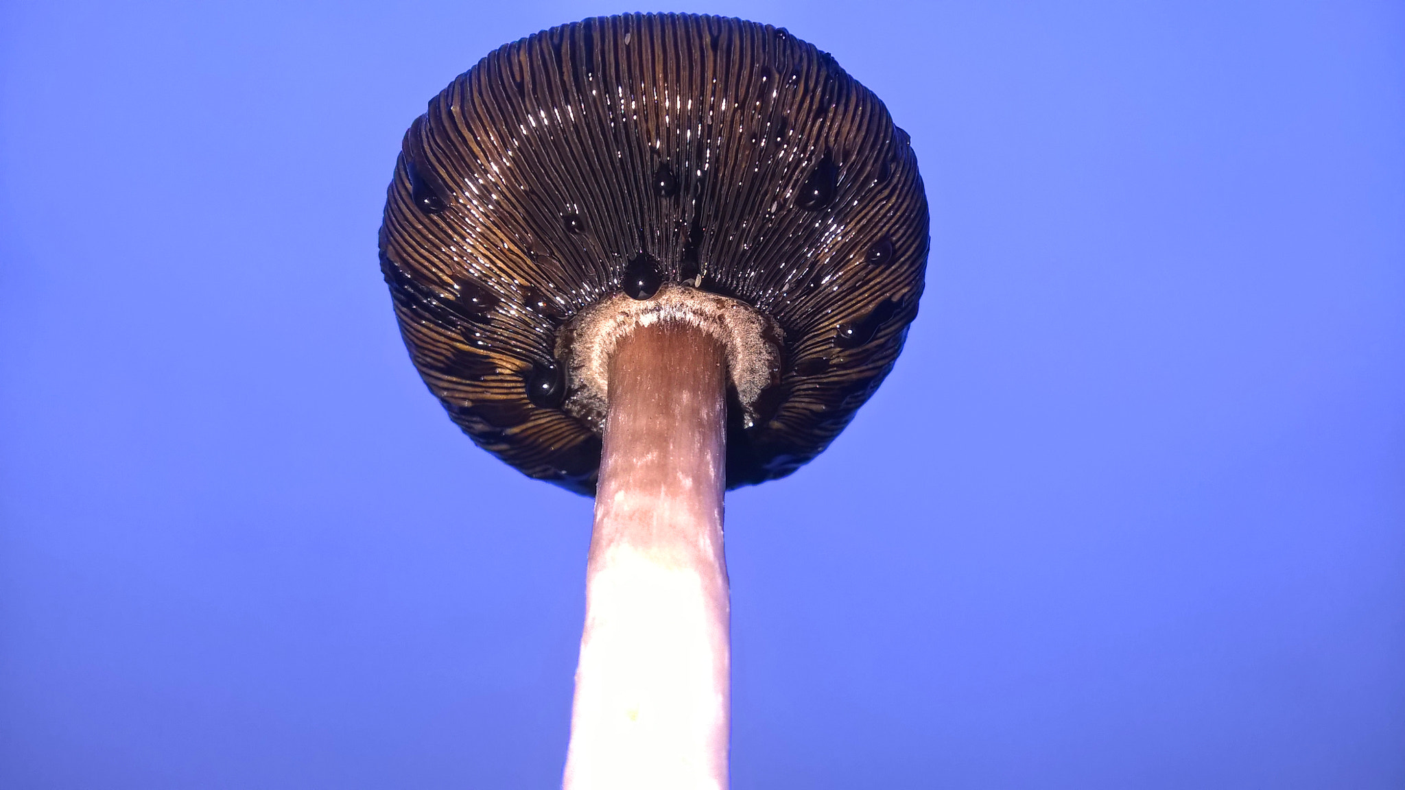 Microsoft Lumia 640 XL sample photo. Mushroom photography