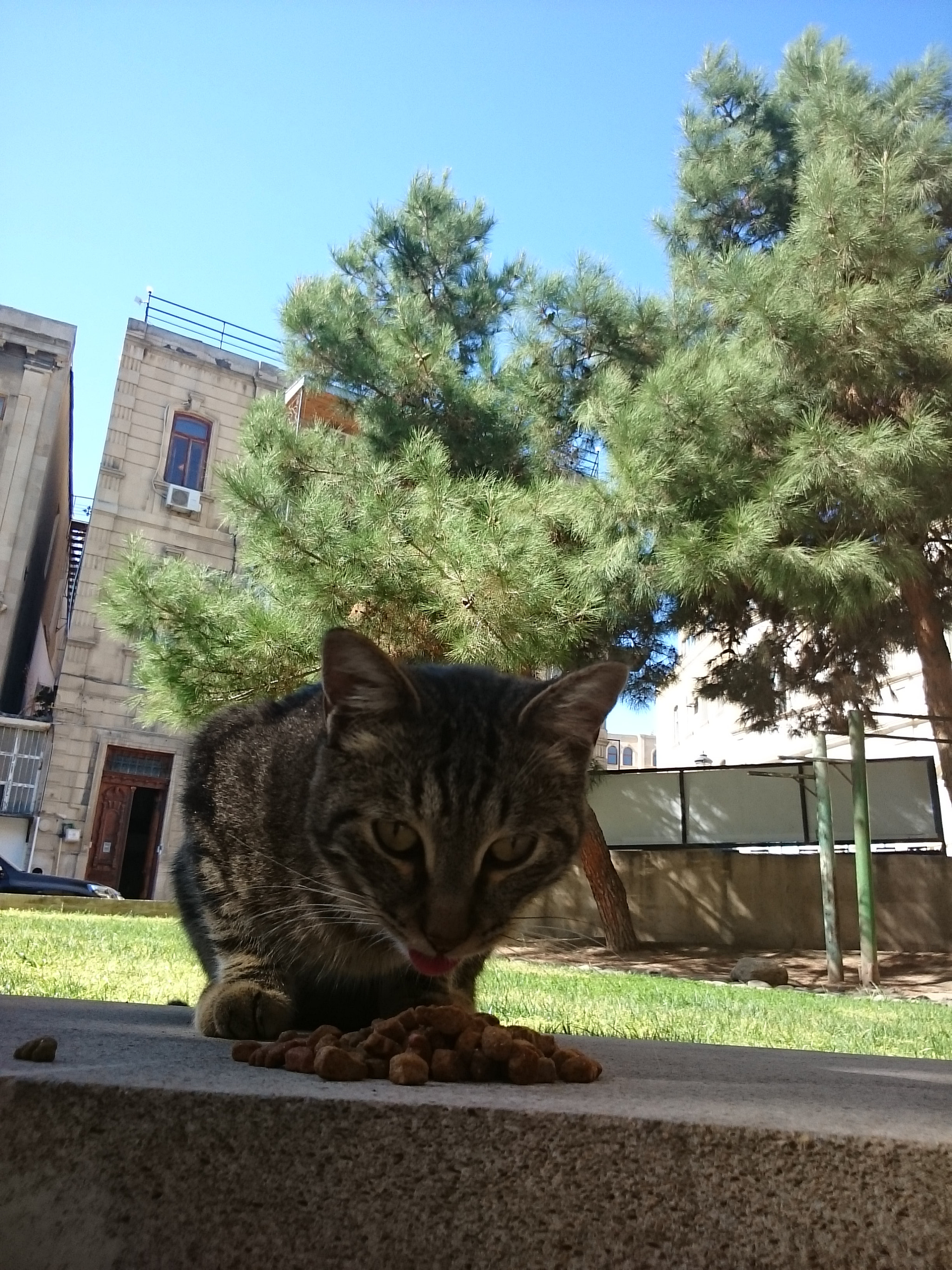 Sony Xperia Z Ultra sample photo. Cat photography