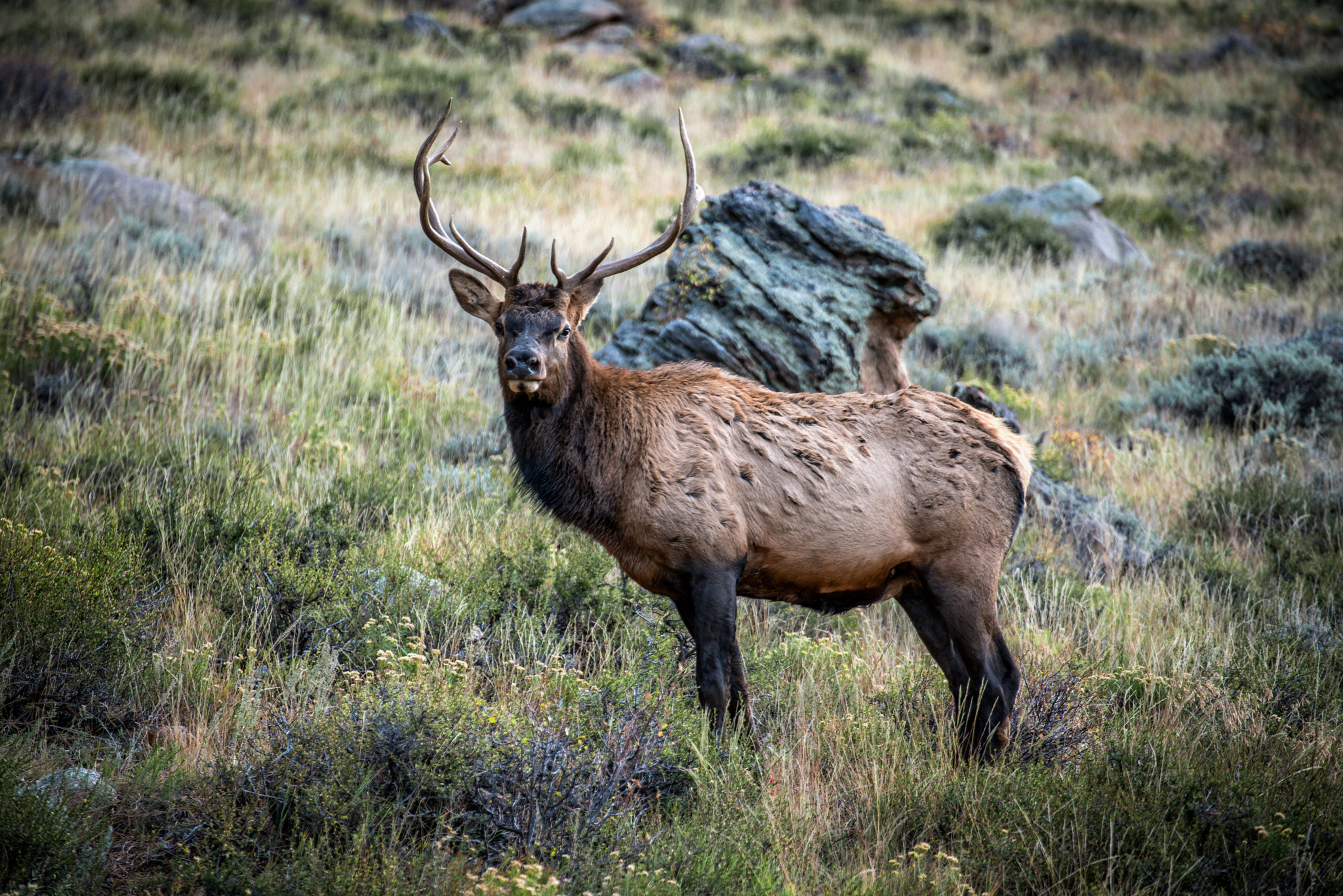 Nikon D800 + Tamron SP 70-300mm F4-5.6 Di VC USD sample photo. Rocky mountain elk photography