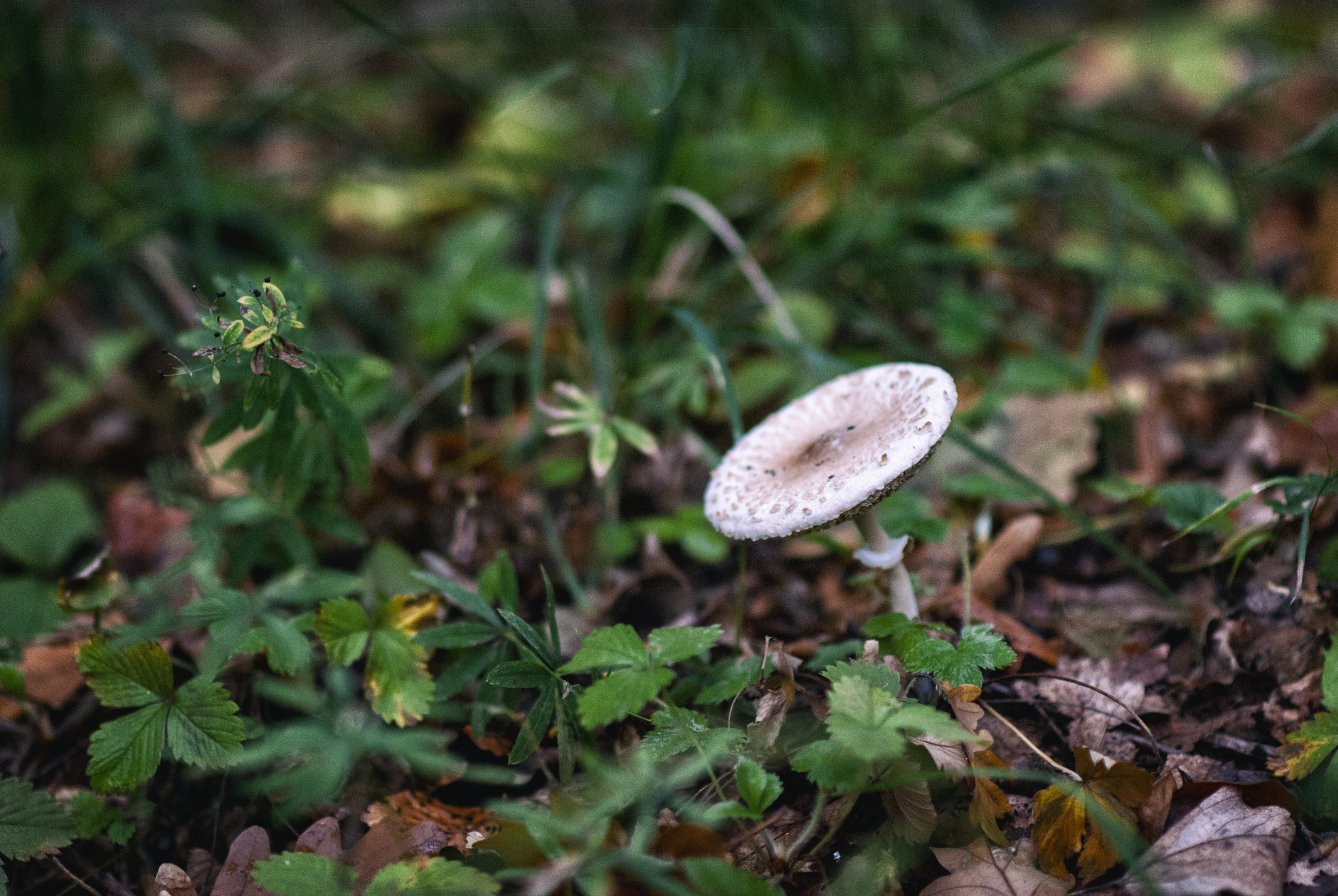 Nikon D80 + Nikon AF-S Nikkor 85mm F1.8G sample photo. Parasol mushroom (macrolepiota procera) in fall. photography