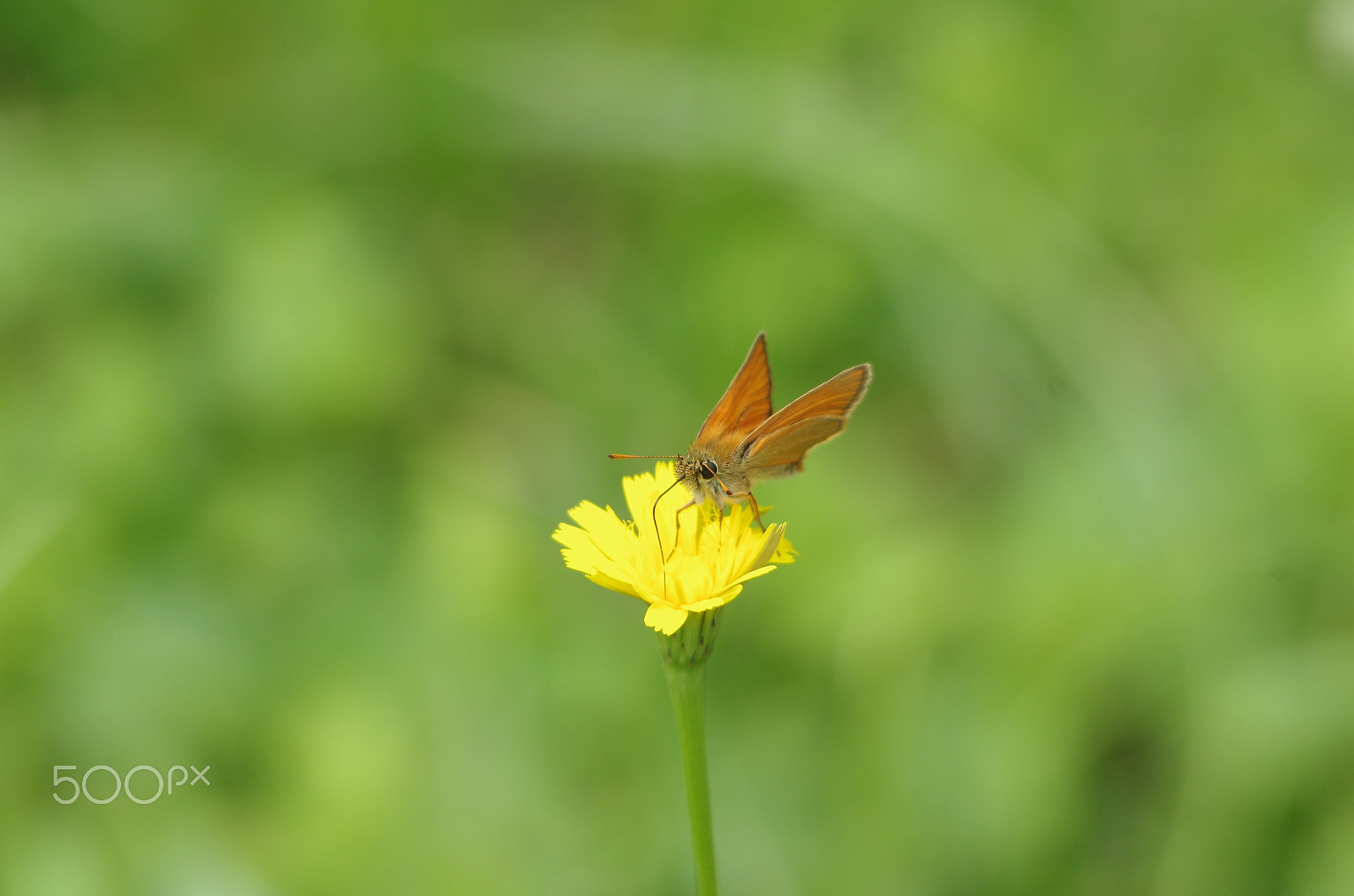 Pentax K-5 sample photo. Small orange butterfly photography