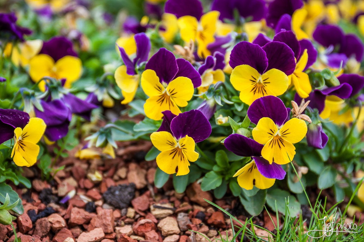 Canon EF 24-70mm F4L IS USM sample photo. Flowers photography