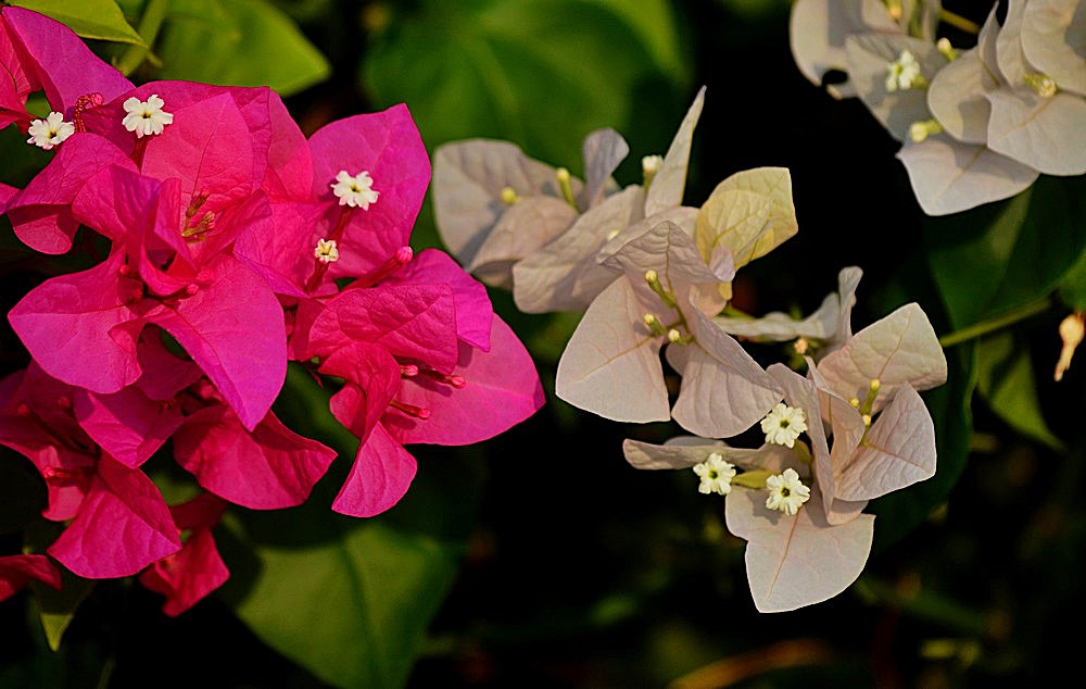 Nikon D7100 + Sigma 70-300mm F4-5.6 APO Macro Super II sample photo. Les bougainvilliers photography