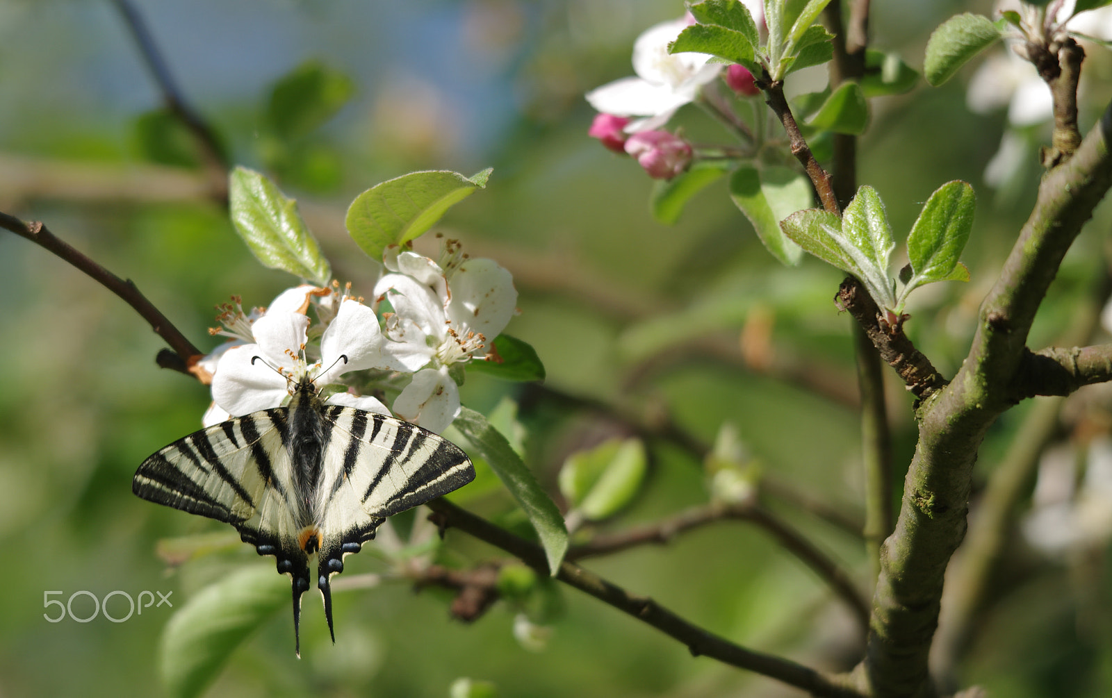 Sigma 70-200mm F2.8 EX DG Macro HSM II sample photo. Butterfly in apple tree photography