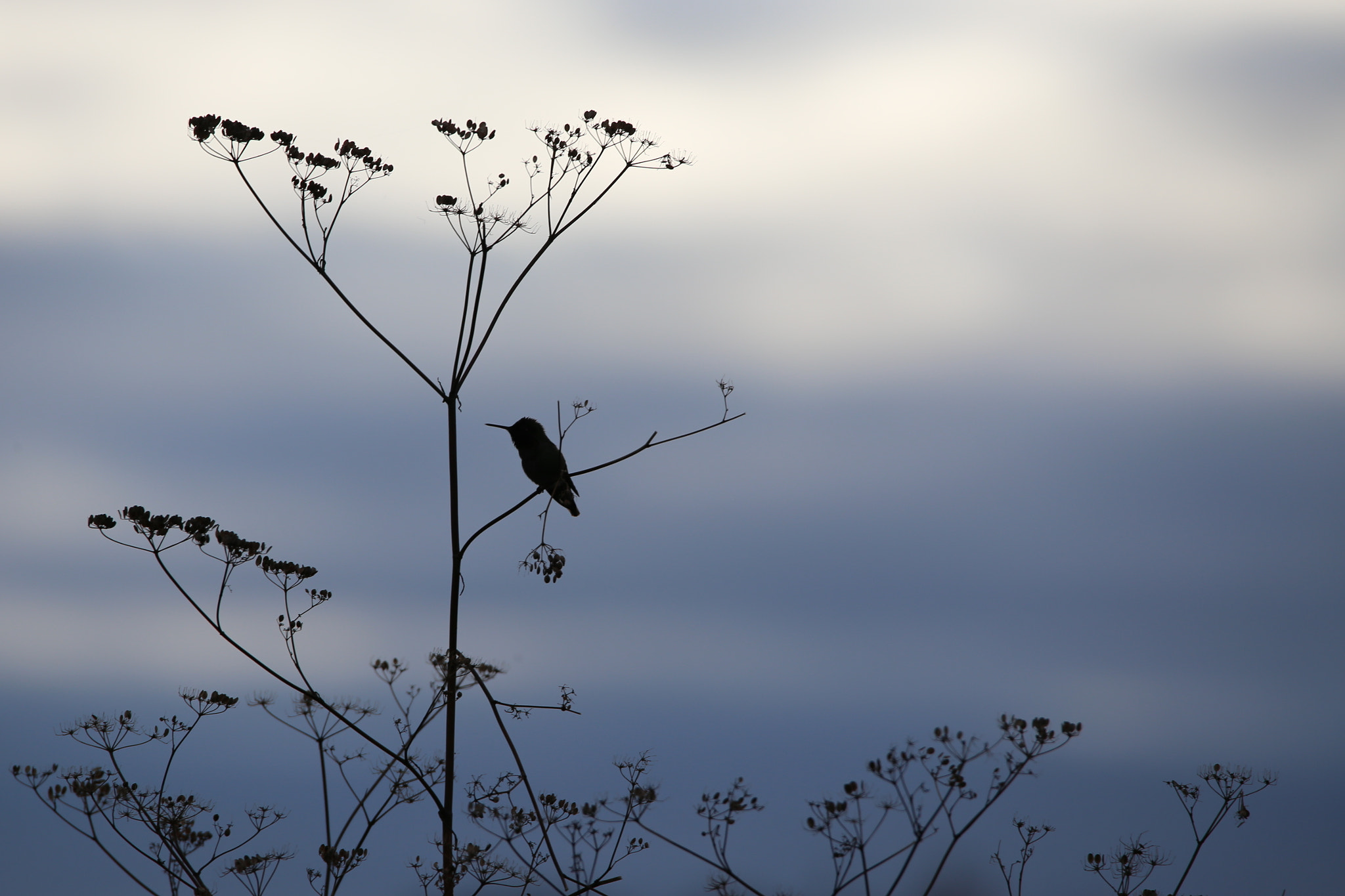 Sigma 150-600mm F5-6.3 DG OS HSM | C sample photo. Humming bird silhouette photography