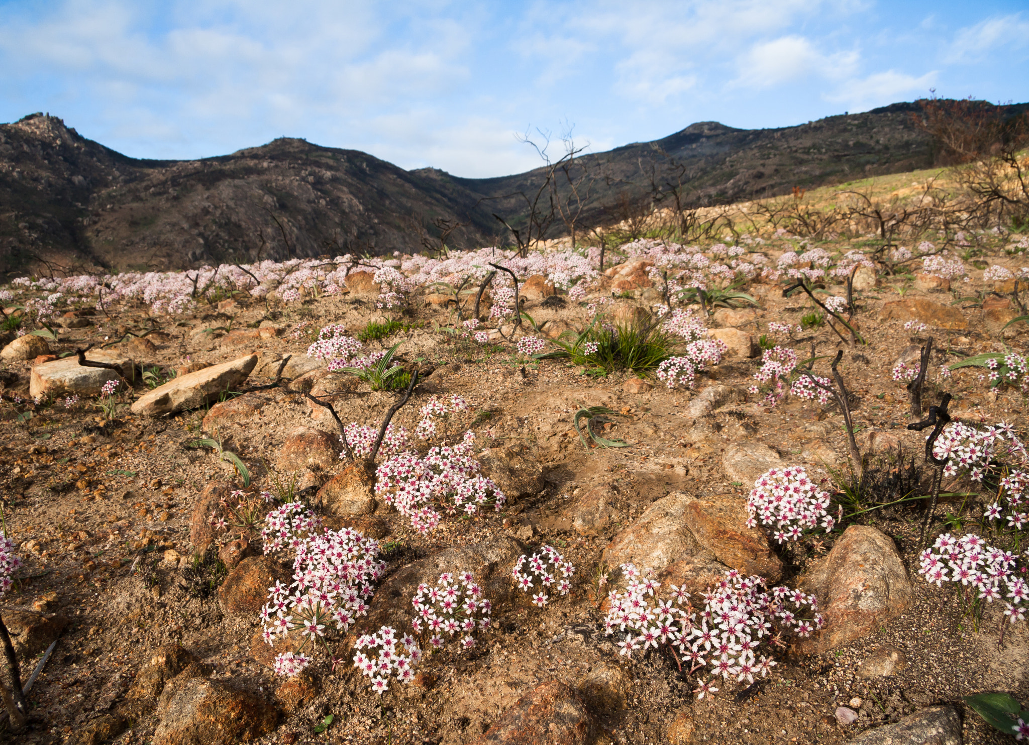 Canon EF-S 17-85mm F4-5.6 IS USM sample photo. Hessea mathewsii in its habitat photography