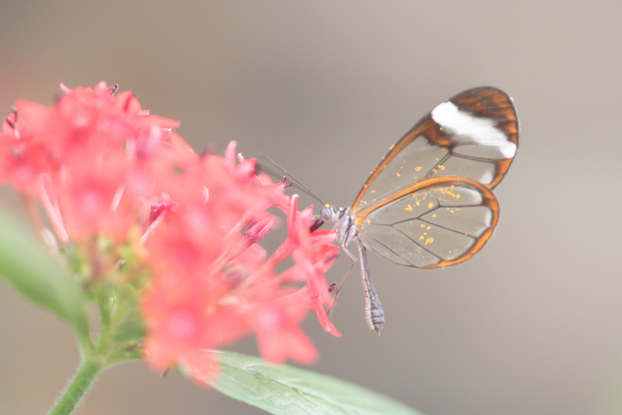 Sigma 150mm F2.8 EX DG OS Macro HSM sample photo. Greta oto photography
