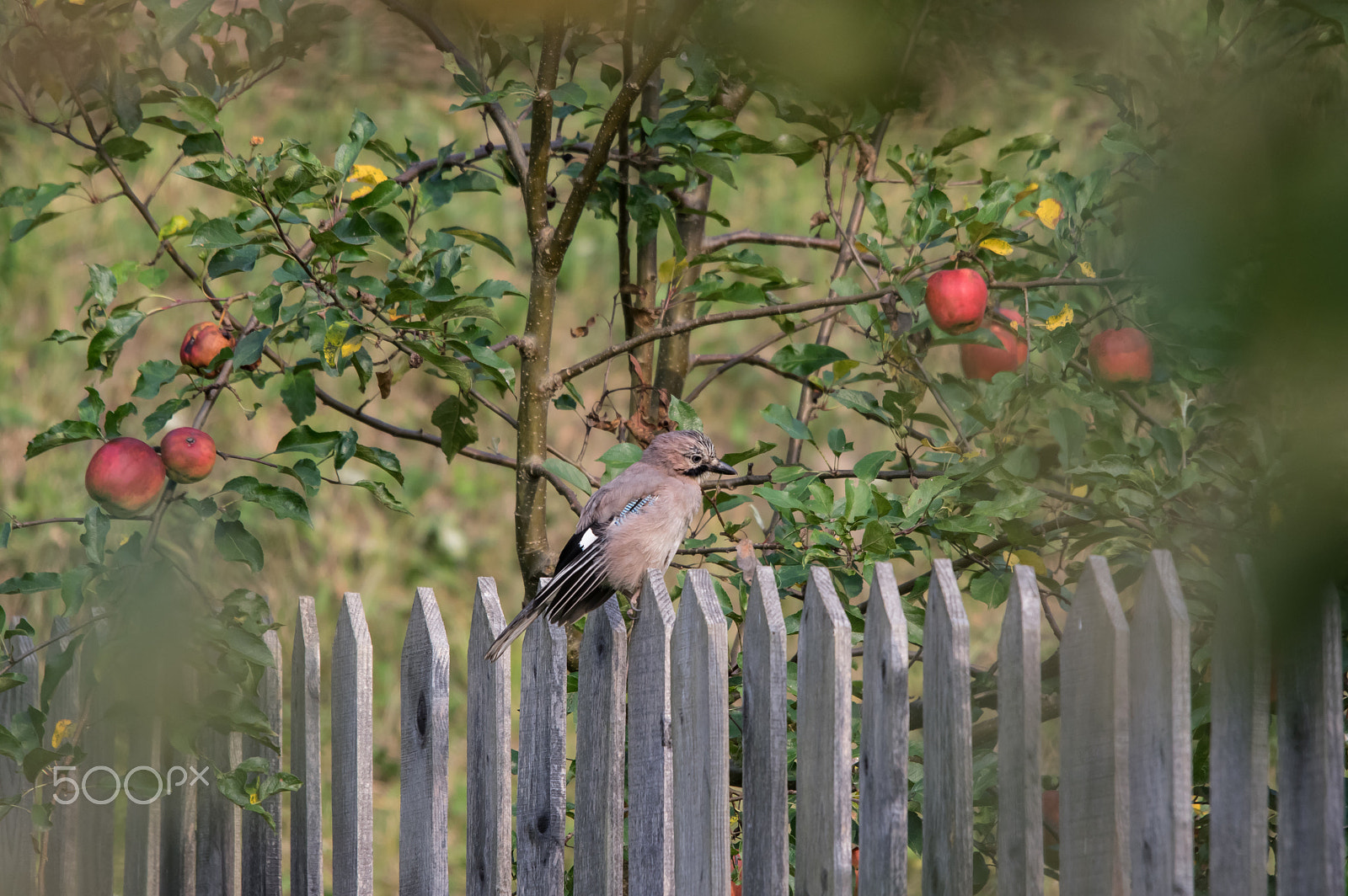 Sigma 70-200mm F2.8 EX DG Macro HSM II sample photo. Garrulus glandarius photography