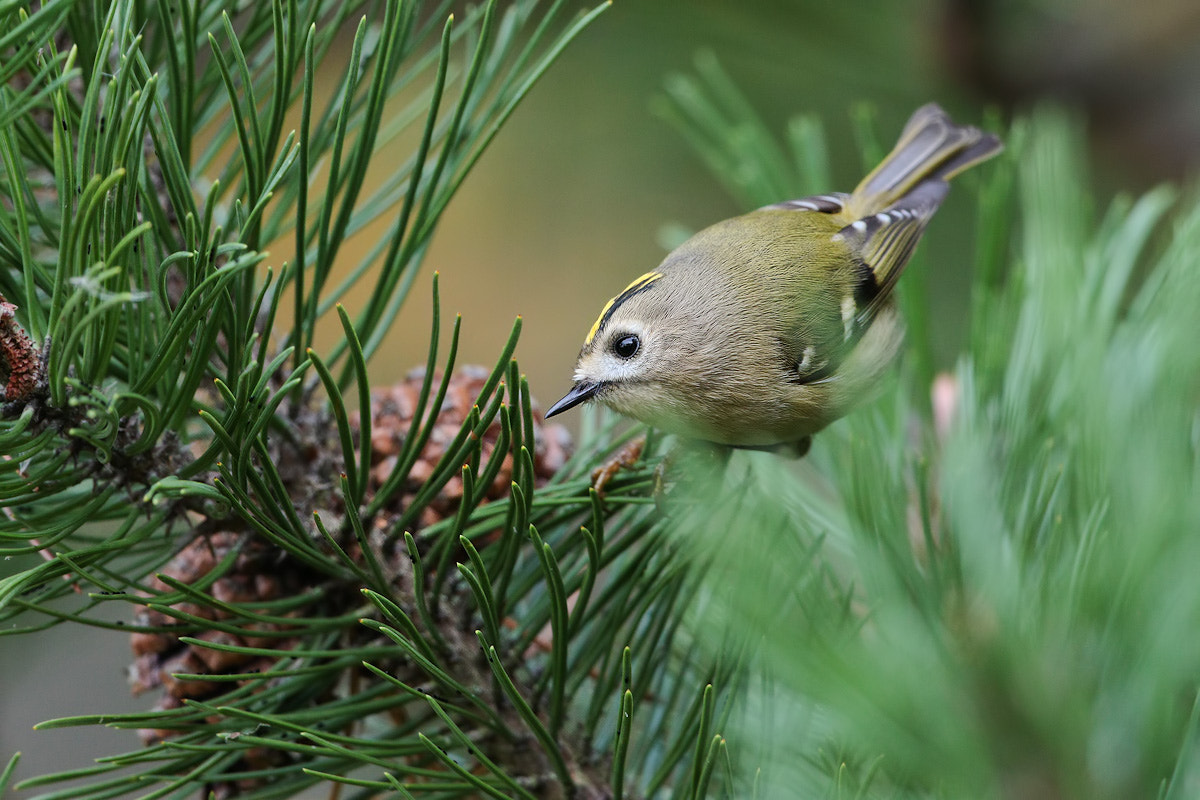 Canon EOS 7D Mark II + Canon EF 300mm F2.8L IS II USM sample photo. Goldcrest photography