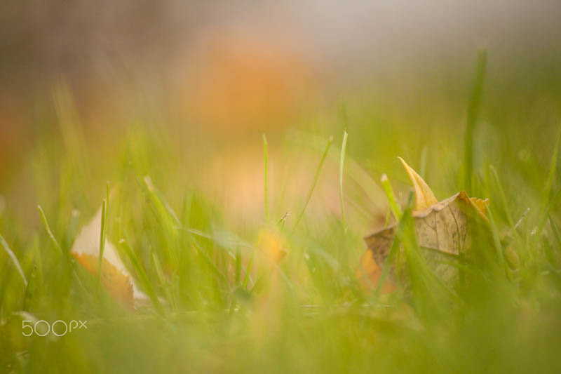 Canon EF-S 55-250mm F4-5.6 IS II sample photo. Septembar-51.jpg photography