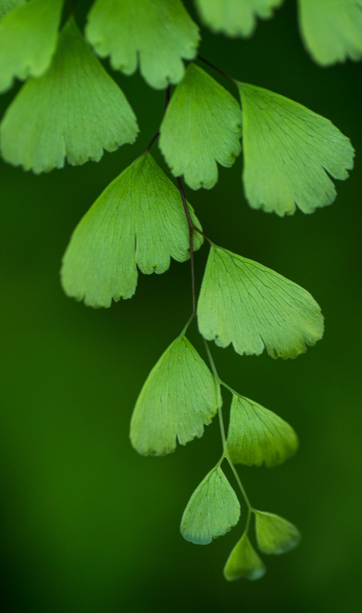 Sony SLT-A33 sample photo. Green petals photography