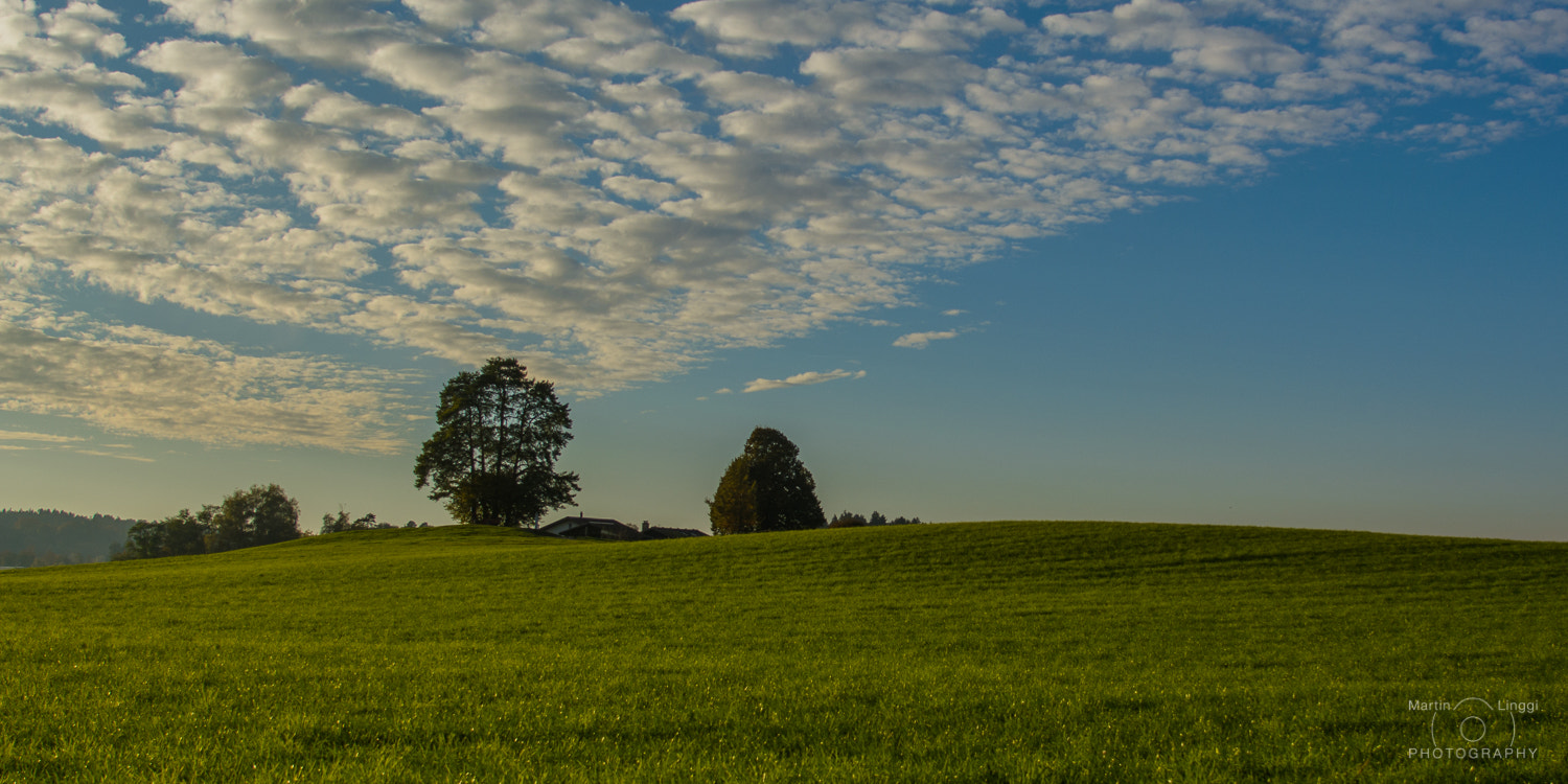Nikon AF-S Nikkor 24-120mm F4G ED VR sample photo. Somewhere that's green photography