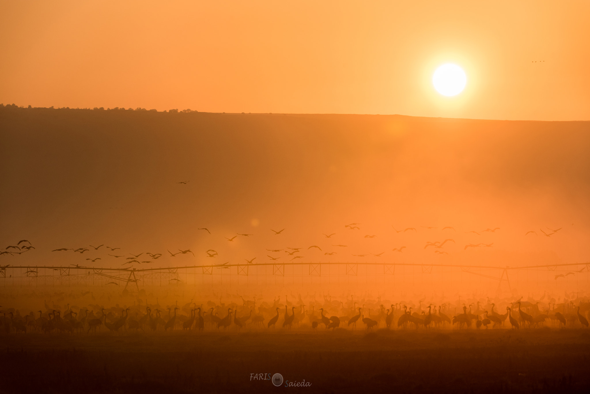 Nikon D750 + Nikon AF-S Nikkor 200-400mm F4G ED-IF VR sample photo. 24.10.16 photography