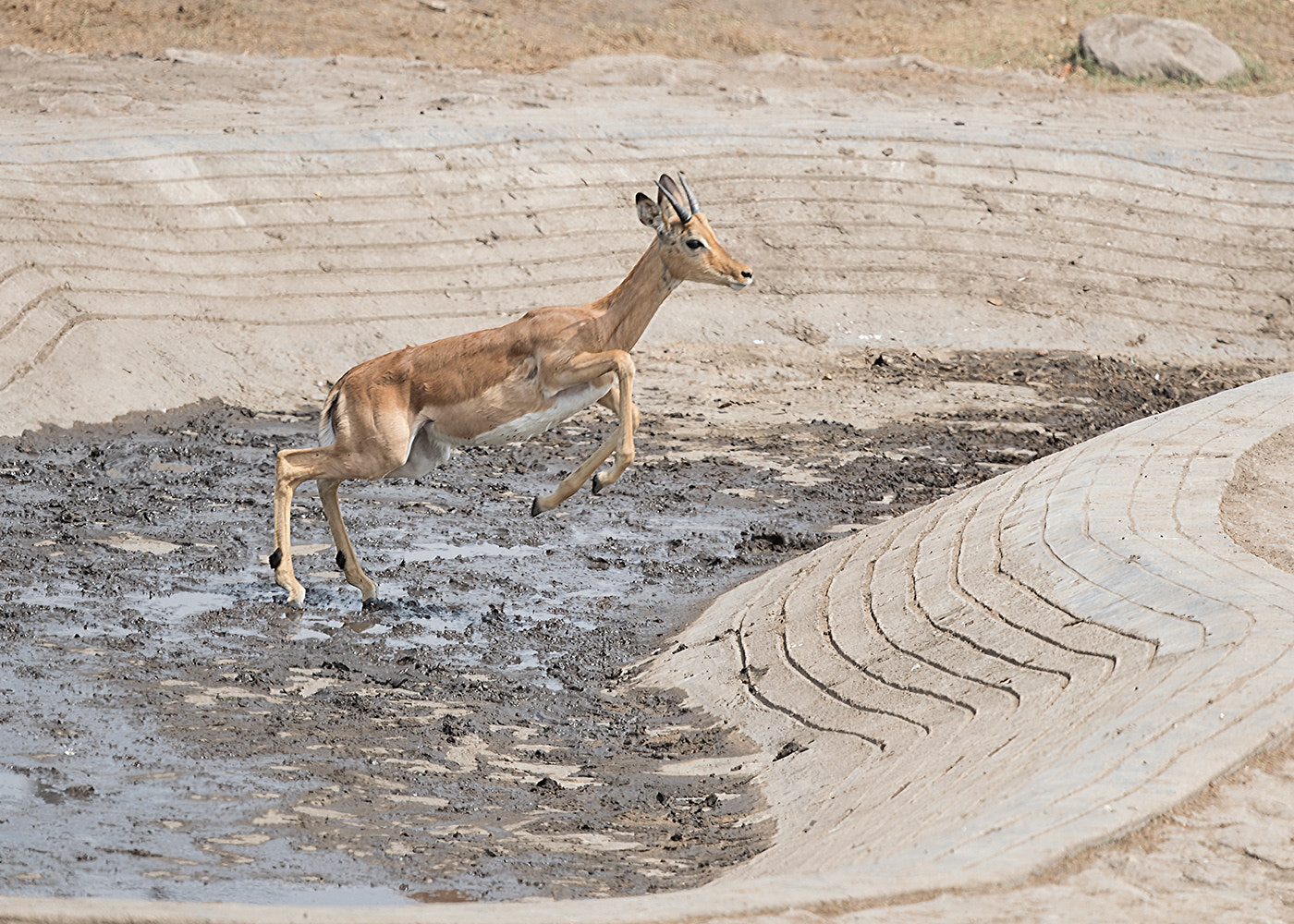 Canon EF 500mm F4L IS II USM sample photo. Impala leap photography