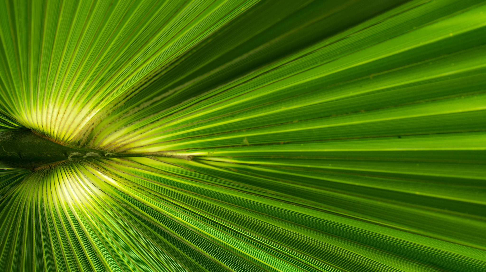 Sony SLT-A33 + Tamron SP AF 90mm F2.8 Di Macro sample photo. Nature's lines photography