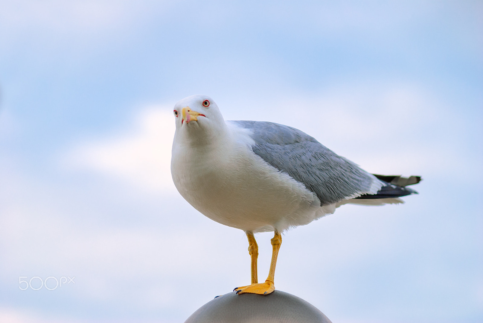 Nikon AF-S Micro-Nikkor 105mm F2.8G IF-ED VR sample photo. White bird seagull photography
