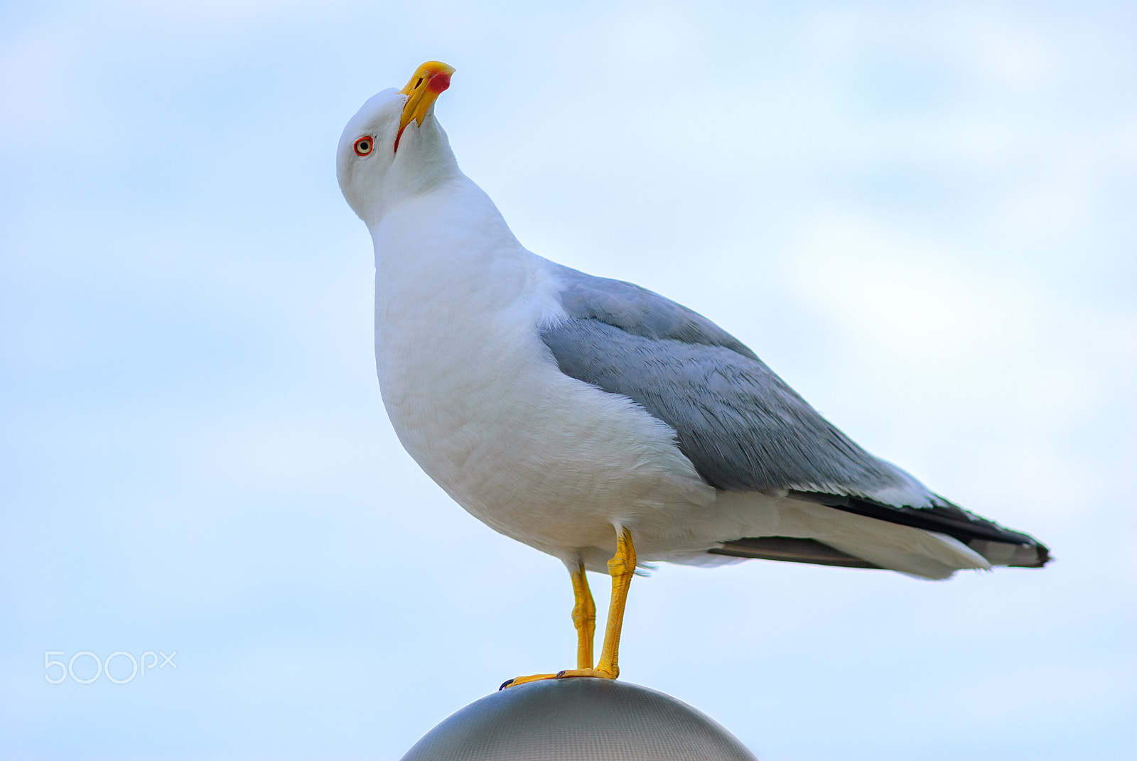 Nikon AF-S Micro-Nikkor 105mm F2.8G IF-ED VR sample photo. White bird seagull photography