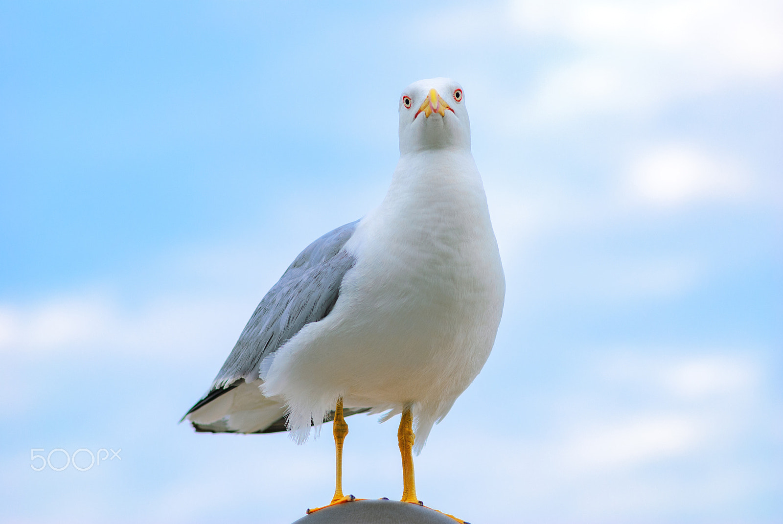 Nikon D60 sample photo. White bird seagull photography