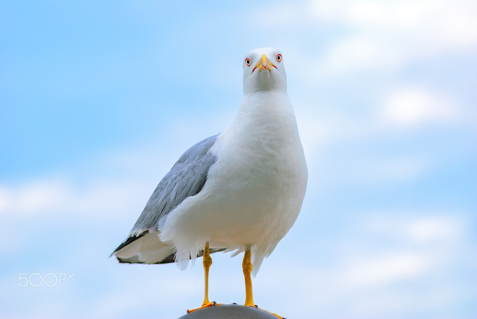 Nikon AF-S Micro-Nikkor 105mm F2.8G IF-ED VR sample photo. White bird seagull photography