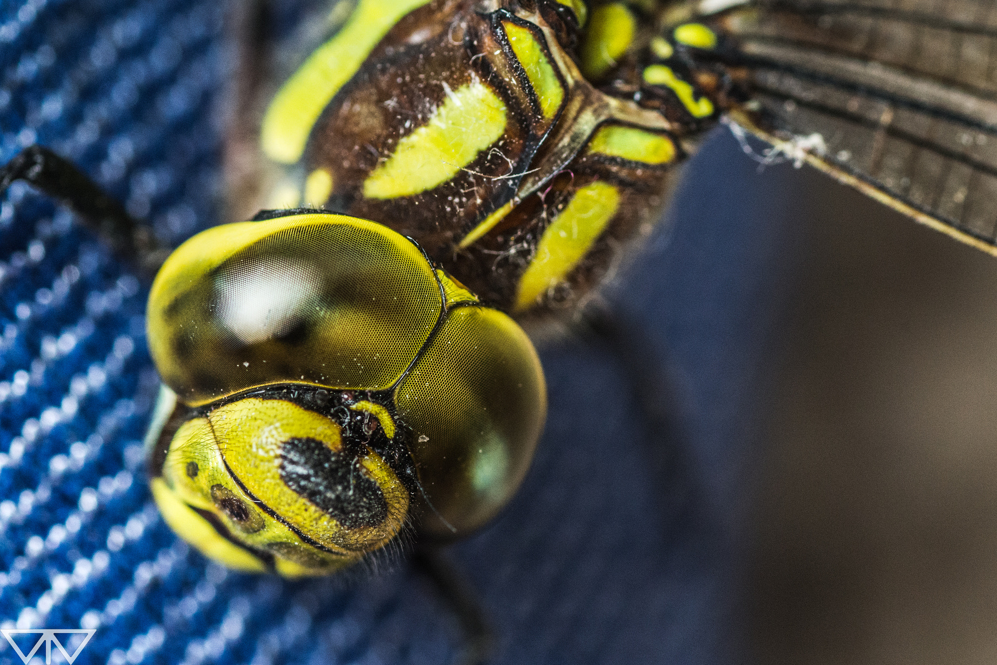 Nikon D800 sample photo. Eye on eye photography