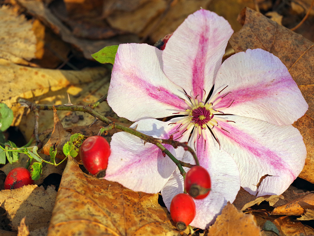 Pentax K-70 sample photo. клематис в октябре photography