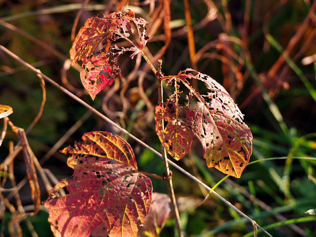 Pentax K-70 sample photo. сеянец калины в октябре photography