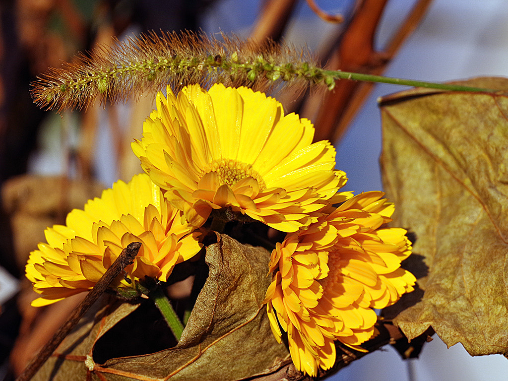 Pentax K-70 sample photo. желтая осень photography