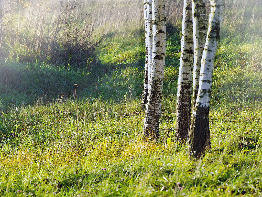 Pentax K-70 sample photo. утро туман осень photography