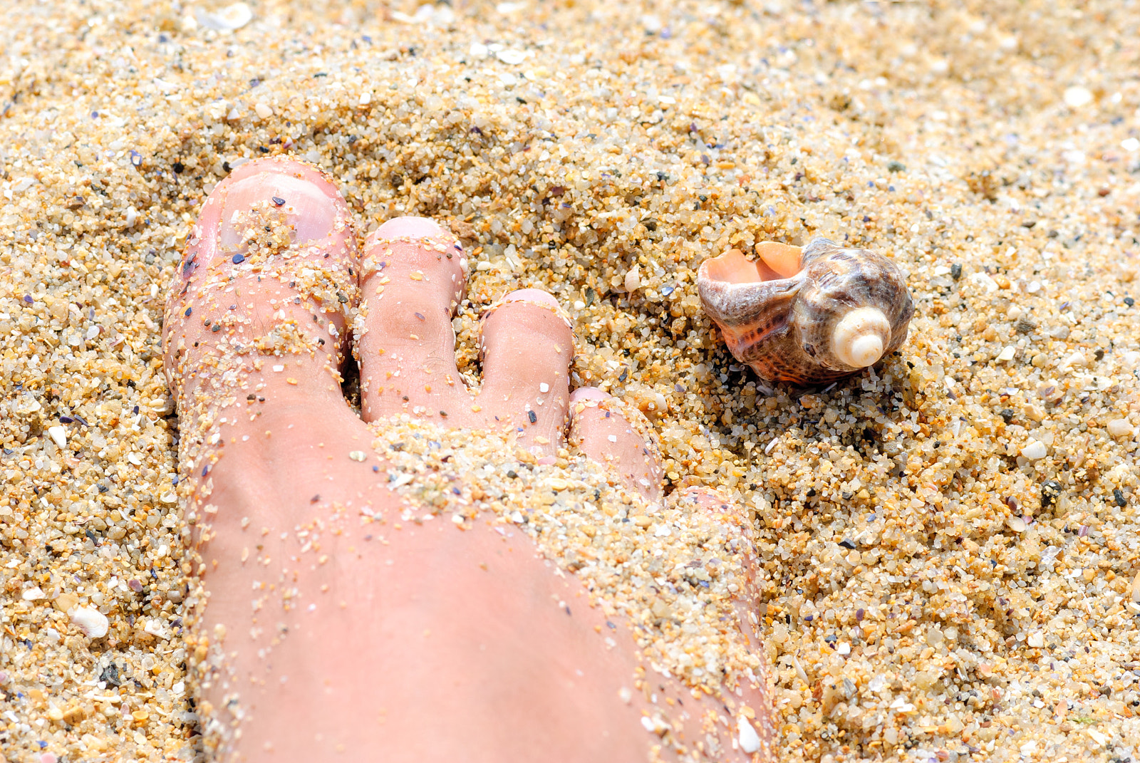 Nikon AF-S Micro-Nikkor 105mm F2.8G IF-ED VR sample photo. Sand foot shell photography