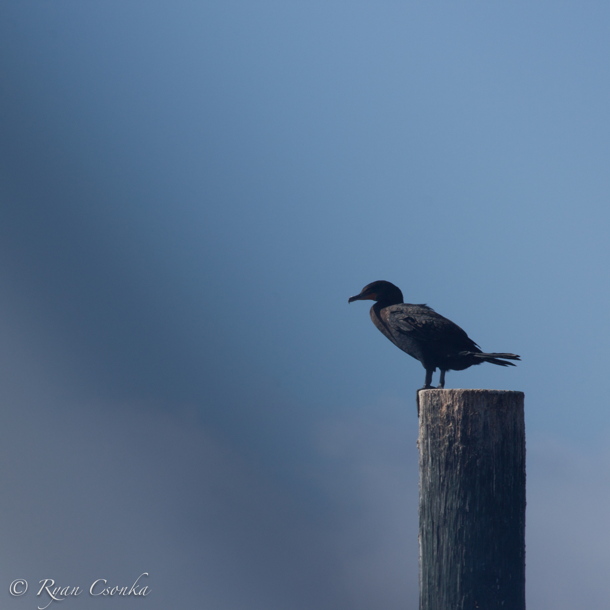 Canon EF 70-300mm F4-5.6 IS USM sample photo. Feeling blue photography