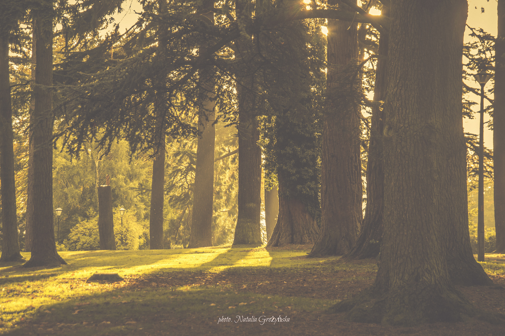 Nikon D7200 + Sigma 18-200mm F3.5-6.3 DC sample photo. Late afternoon in the park... photography