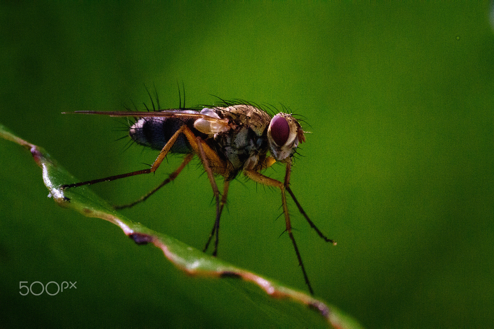 Sigma 50mm f/1.4 EX DG HSM + 1.4x sample photo. Tiny fly photography