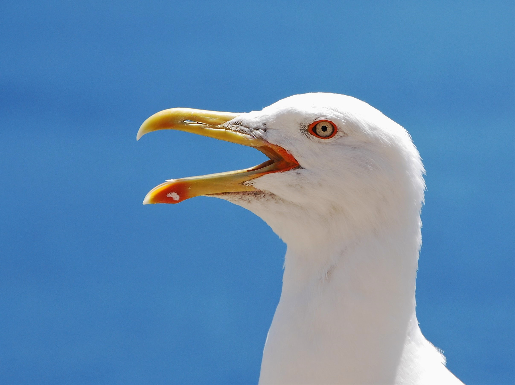 Nikon D60 sample photo. Brave bird photography